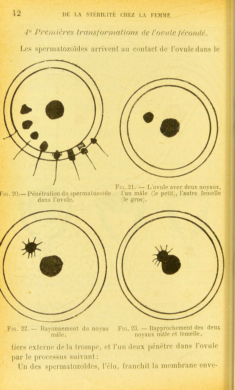 DE LA SI-KRIMIK ClIliZ l,A FKMMF, 40 PremicreH transformatiryn.s de Coi:u,le féconde. Les spermatozoïdes arrivent au contact de l'ovule dans 1' FiG. 21. — L'ovule avec deux noyaux, PiG.90.— Pénétration du spermalozoide Tun màle (le petit], l'autre femelle dans l'oviilc. fie gros). FiG. 22. — Rayonnement du novau Fig. 23. — Rapproclicment des deux mAIe. ' noyaux mAlc et femelle. tiers externe dv la Irompe, (;t l'un deux pénètre dans l'ovule par le processus suivant: Un des spermatozoïdes, rt'-lu, franeliit la. membrane cnvc-