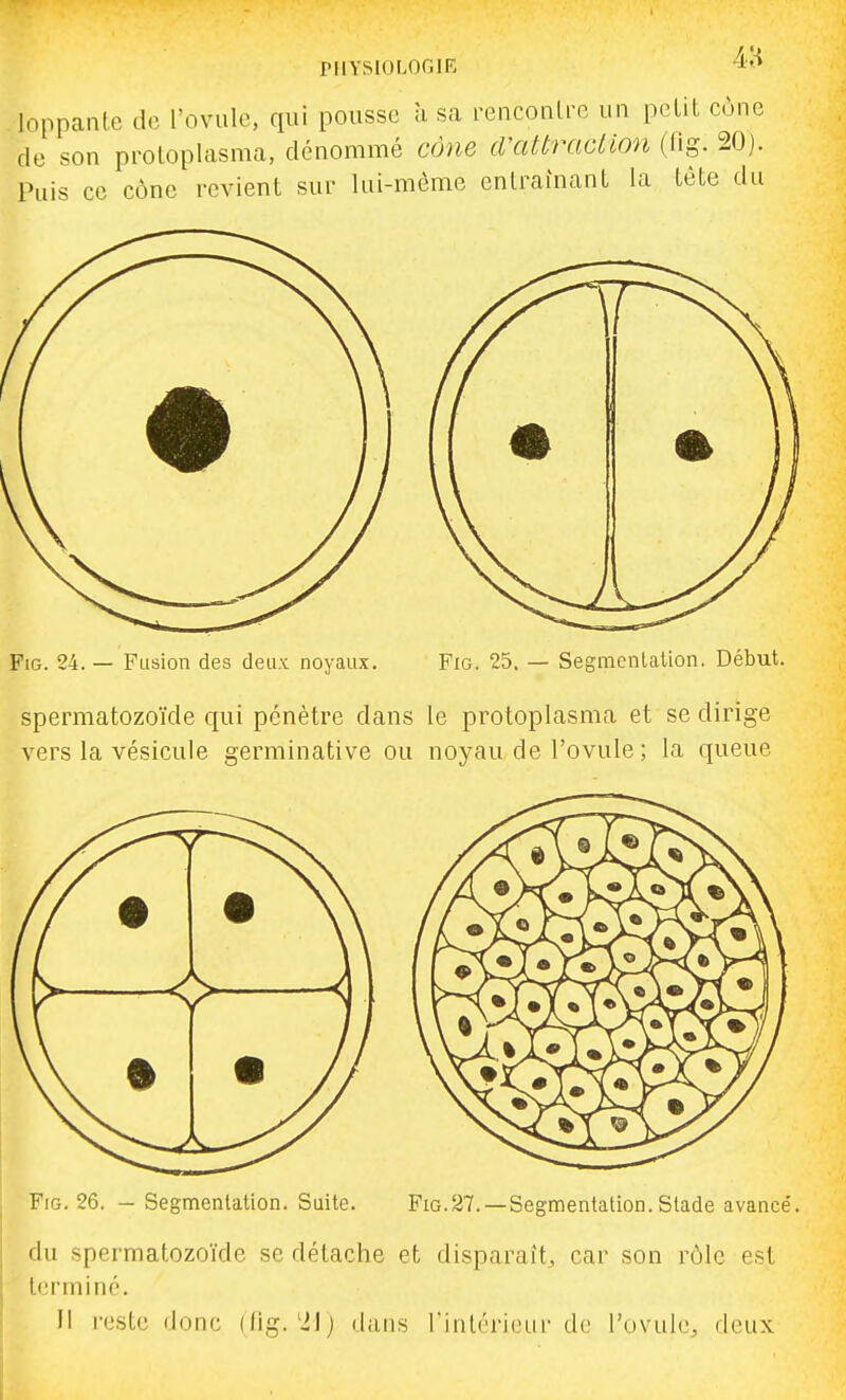 loppante de l'ovule, qui pousse a sa rencontre un petit cône de son proloplasma, dénommé càne cVattraciion (fig. 20j. Puis ce cône revient sur lui-même entraînant la tète du Fig. 24. — Fusion des deux noyaux. Fig. 25. — Segmcnlalion. Début. spermatozoïde qui pénètre dans le protoplasma et se dirige vers la vésicule germinative ou noyau de l'ovule ; la queue Fig. 26. - Segmentation. Suite. Fig.27.—Segmentation.Stade avancé. du spermatozoïde se détache et disparait, car son rùle est terminé. Il reste donc (lig.dans Tintérieur de l'ovule, deux