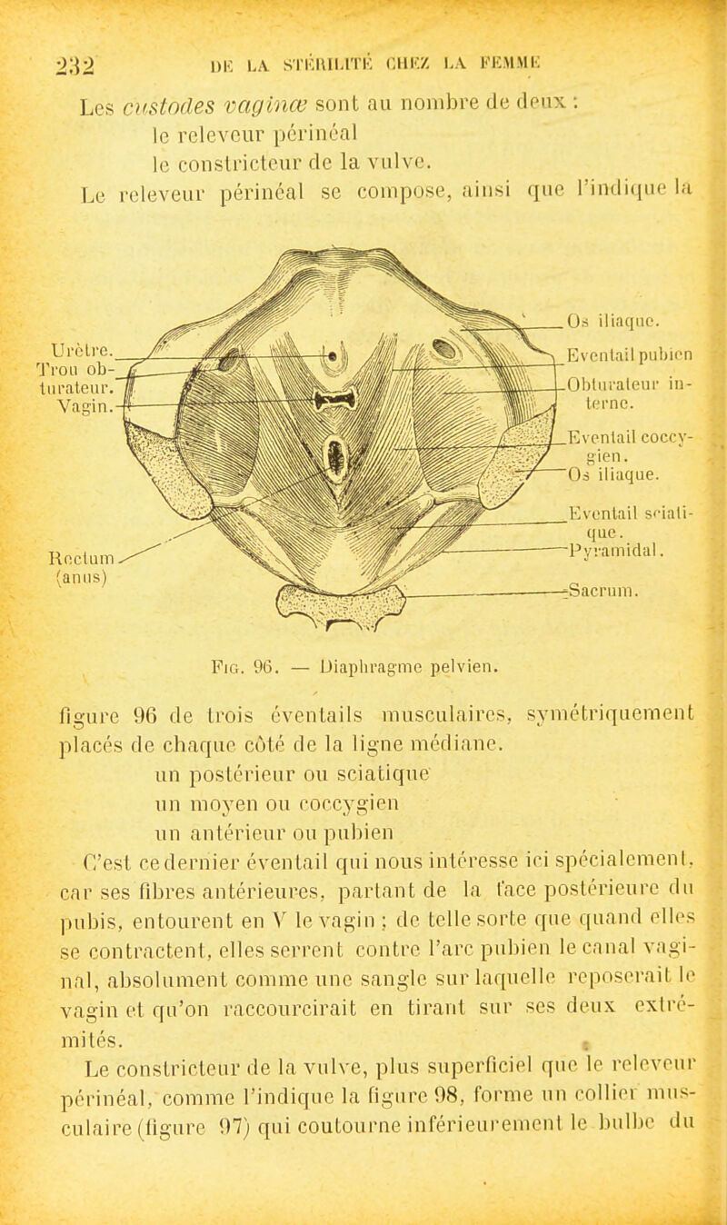 2;]2 LA STIÎIIII.ITK CHKZ LA KlîMMK Les O'Stodes vaginœ sont au nombre de deux •. le rclevcur périnéal le conslrictcur de la vulve. Le releveur périnéal se compose, ainsi que l'indique la figure 96 de trois éventails musculaires, symétriquement placés de chaque côté de la ligne médiane. un postérieur ou sciatique un moyen ou eoccygien un antérieur ou pubien C'est cedernier éventail qui nous intéresse ici spécialemenl. car ses fibres antérieures, parlant de la face postérieure du pubis, entourent en V le vagin ; de telle sorte que quand elles se contractent, elles serrent contre l'arc pubien le canal vagi- nal, absolument comme une sangle sur laquelle reposerait le vagin et qu'on raccourcirait en tirant sur ses deux extré- mités. ; Le constricteur de la vulve, plus superficiel que le releveur périnéal, comme l'indique la figure 98, forme un collier mus- culaire (figure 97) qui contourne inférieurement le bulbe du