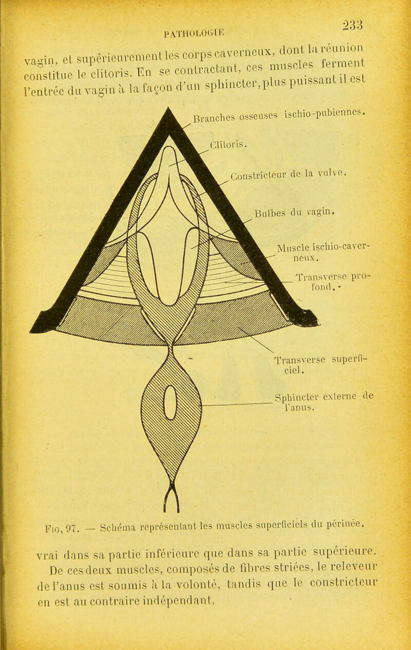 PATHOI-OtUR ^33 va^vin, el supéneuremcnl les corps caverneux, ^^nllMn o,ïi uo le clitoris. En se contractant, ces muscles fe n en r::ir:^dIUgin a la façon d'un sphincter,plus pu.ssant .1 e.t Branches osseuses ischio-pubiennes. ( ;lUoris. Constricleur de la vnlve. Bulbes du vagin. Muscle ischio-caver- neux. Transverse pro- fond. - Transverse siiperR- ciel. Sphincter exlerne de nnus. FiG, 97. — Schéma représentant les muscles superficiels du périnée. vrai dans sa partie inférieure que dans sa partie supérieure. De ces deux muscles, composés de fibres striées, le rcleveur de l'anus est soumis à la volonté, tandis que le constricteur en est au contraire indépendant,
