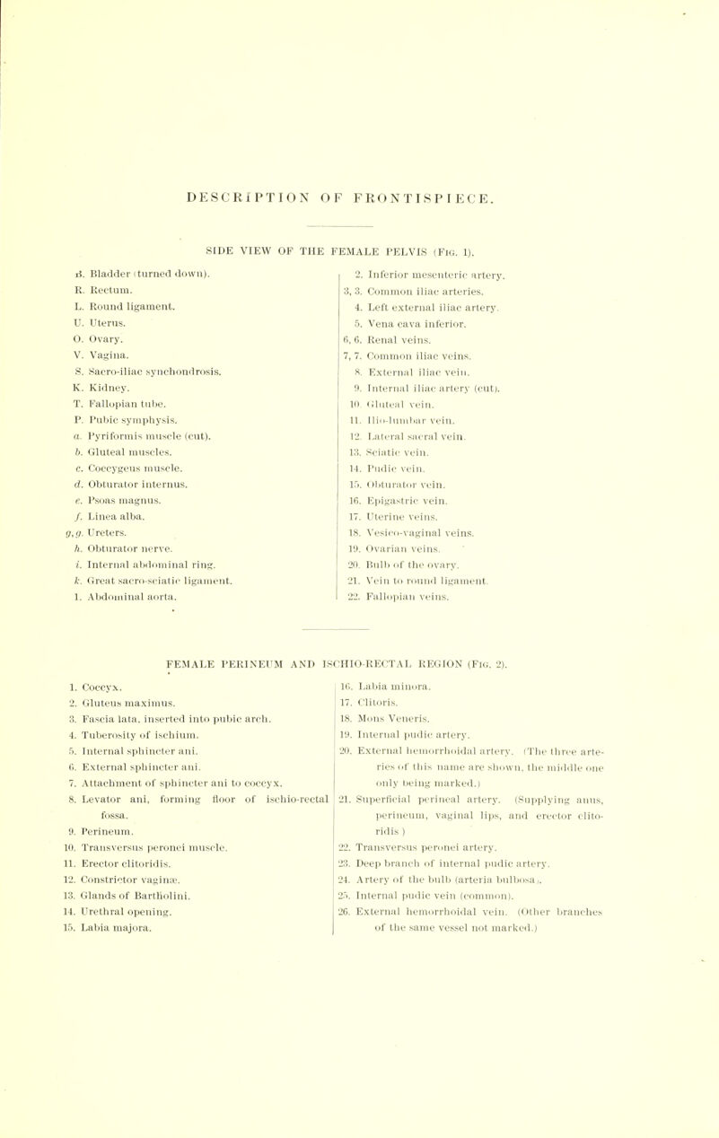 DESCRIPTION OF FRONTISPIECE. SIDE VIEW i5. Bladder (turned down). R. Rectum. L. Round ligament. U. Uterus. 0. Ovary. V. Vagina. S. Saero-iliac synchondrosis. K. Kidney. T. Fallopian tube. P. Pubic symphysis. a. Pyriformis muscle (cut). b. Gluteal muscles. c. Coccygeus muscle. d. Obturator interims. e. Psoas magnus. /. Linea alba. g,g. Ureters, ft. Obturator nerve. 1. Internal abdominal ring. k. Great sacro-sciatic ligament. 1. Abdominal aorta. THE FEMALE PELVIS (Fig. 1). Inferior mesenteric artery 3, 3. Common iliac arteries. 4. Left external iliac artery. 5. Vena cava inferior. fi, 6. Renal veins. 7, 7. Common iliac veins. 8. External iliac vein. 9. Internal iliac artery (cut). 10. Gluteal vein. u. Ilio-lumbar vein. 12. Lateral sacral vein. 13. Sciatic vein. 14. I'udic vein. 15. Obturator vein. 16. Epigastric vein. 17. Uterine veins. 18. Vesico-vaginal veins. 19. Ovarian veins. 20. Bull> of the ovary. 21. Vein to round ligament. 22. Fallopian veins. FEMALE PERINEUM AND ISCHIO RECTAL REGION (Fig. 2) 1. Coccyx. 2. Gluteus maximus. 3. Fascia lata, inserted into pubic arch. 4. Tuberosity of ischium. •r). Internal sphincter ani. 6. External sphincter ani. 7. Attachment of sphincter ani to coccyx. 8. Levator ani, forming floor of ischio-rectal fossa. 9. Perineum. 10. Transversus peronei muscle. 11. Erector clitoridis. 12. Constrictor vaginae. 13. Glands of Bartholini. 14. Urethral opening. 15. Labia majora. 16. Labia minora. 17. Clitoris. 18. Mons Veneris. 19. Internal pudic. artery. 20. External hemorrhoidal artery. (The three arte- ries of this name are shown, the middle one only being marked.) 21. Superficial perineal artery. (Supplying anus, perineum, vaginal lips, and erector clito- ridis ) 22. Transversus peronei artery. 23. Deep branch of internal pudic artery. 24. Artery of the bulb (arteria bulbosa,. 2>. Internal pudic vein (common). 26. External hemorrhoidal vein. (Other branches of the same vessel not marked.)