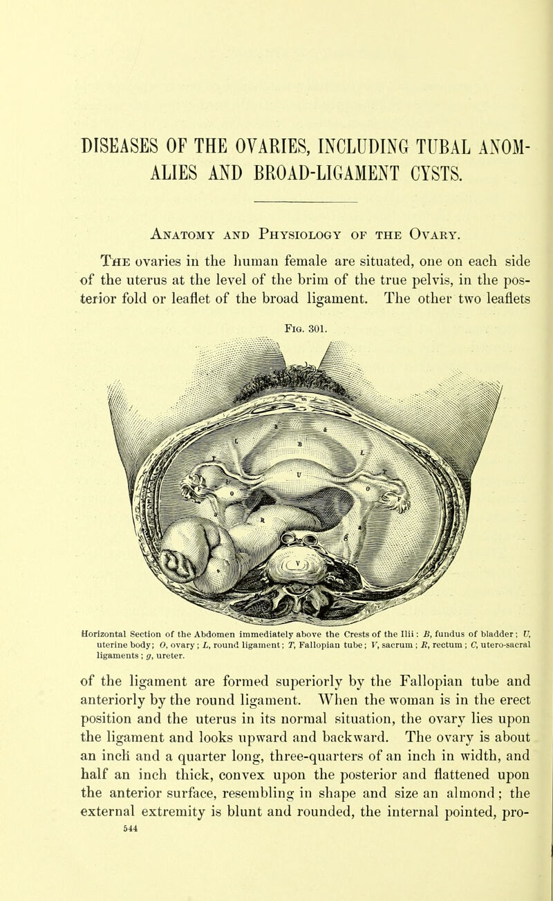 DISEASES OF THE OVARIES, INCLUDING TUBAL ANOM- ALIES AND BROAD-LIGAMENT CYSTS. Anatomy and Physiology of the Ovary. The ovaries in the human female are situated, one on each side of the uterus at the level of the brim of the true pelvis, in the pos- terior fold or leaflet of the broad ligament. The other two leaflets Fig. 301. Horizontal Section of the Abdomen immediately above the Crests of the Ilii: B, fundus of bladder; V, uterine body; 0, ovary; L, round ligament; T, Fallopian tube; V, sacrum; M, rectum ; C, utero-sacral ligaments; g, ureter. of the ligament are formed superiorly by the Fallopian tube and anteriorly by the round ligament. When the woman is in the erect position and the uterus in its normal situation, the ovary lies upon the ligament and looks upward and backward. The ovary is about an inch and a quarter long, three-quarters of an inch in width, and half an inch thick, convex upon the posterior and flattened upon the anterior surface, resembling in shape and size an almond; the external extremity is blunt and rounded, the internal pointed, pro-