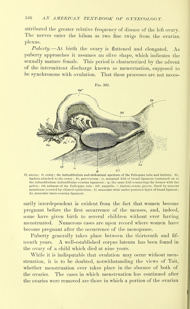 attributed the greater relative frequency of disease of the left ovary. The nerves enter the hilum as two fine twigs from the ovarian plexus. Puberty.—At birth the ovary is flattened and elongated. As puberty approaches it assumes an olive shape, which indicates the sexually mature female. This period is characterized by the advent ■of the intermittent discharge known as menstruation, supposed to be synchronous with ovulation. That these processes are not neces- Fig. 302. Od' Ut, uterus ; 0, ovary; Oa, infundibulum and abdominal aperture of the Fallopian tube and fimbriae; Fo, fimbria attached to the ovary ; Po, parovarium ; to, marginal fold of broad ligament continued on to the infundibulum (infundibular ovarian ligament); ip, the same fold connecting the former with the pelvis ; Od, isthmus of the Fallopian tube; Od', ampulla ; *, fimbrio-ovaric groove, lined by mucous membrane covered by ciliated epithelium ; LI, muscular stria; under posterior layer of broad ligment; Lo, muscular utero-ovarian ligament. sarily interdependent is evident from the fact that women become pregnant before the first occurrence of the menses, and, indeed, some have given birth to several children without ever having menstruated. Numerous cases are upon record where women have become pregnant after the occurrence of the menopause. Puberty generally takes place between the thirteenth and fif- teenth years. A well-established corpus luteum has been found in the ovary of a child which died at nine years. While it is indisputable that ovulation may occur without men- struation, it is to be doubted, notwithstanding the views of Tait, whether menstruation ever takes place in the absence of both of the ovaries. The cases in which menstruation has continued after the ovaries were removed are those in which a portion of the ovarian