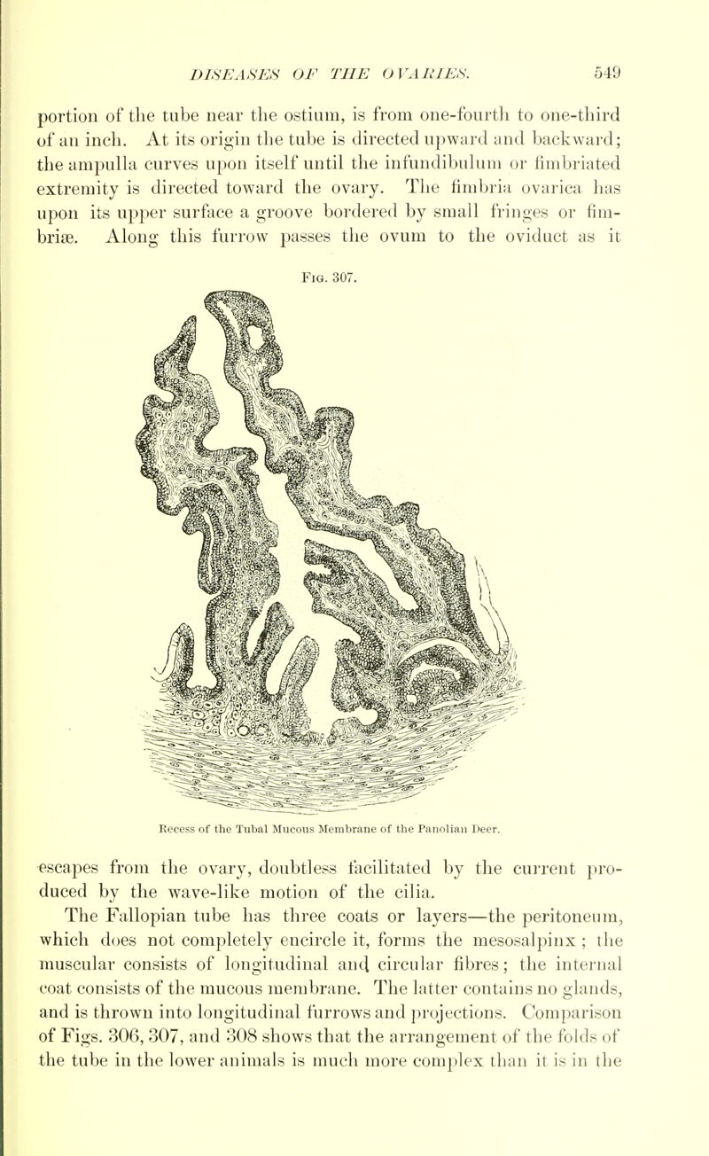 portion of the tube near the ostium, is from one-fourth to one-third of an inch. At its origin the tube is directed upward and backward; the ampulla curves upon itself until the infundibulum or fimbriated extremity is directed toward the ovary. The fimbria ovarica has upon its upper surface a groove bordered by small fringes or fim- bria?. Along this furrow passes the ovum to the oviduct as it Fig. 307. Recess of the Tubal Mucous Membrane of the Panolian Deer. escapes from the ovary, doubtless facilitated by the current pro- duced by the wave-like motion of the cilia. The Fallopian tube has three coats or layers—the peritoneum, which does not completely encircle it, forms the mesosalpinx ; the muscular consists of longitudinal and circular fibres; the internal coat consists of the mucous membrane. The latter contains no glands, and is thrown into longitudinal furrows and projections. Comparison of Figs. 306, 307, and 308 shows that the arrangement of the folds of the tube in the lower animals is much more complex than it is in the