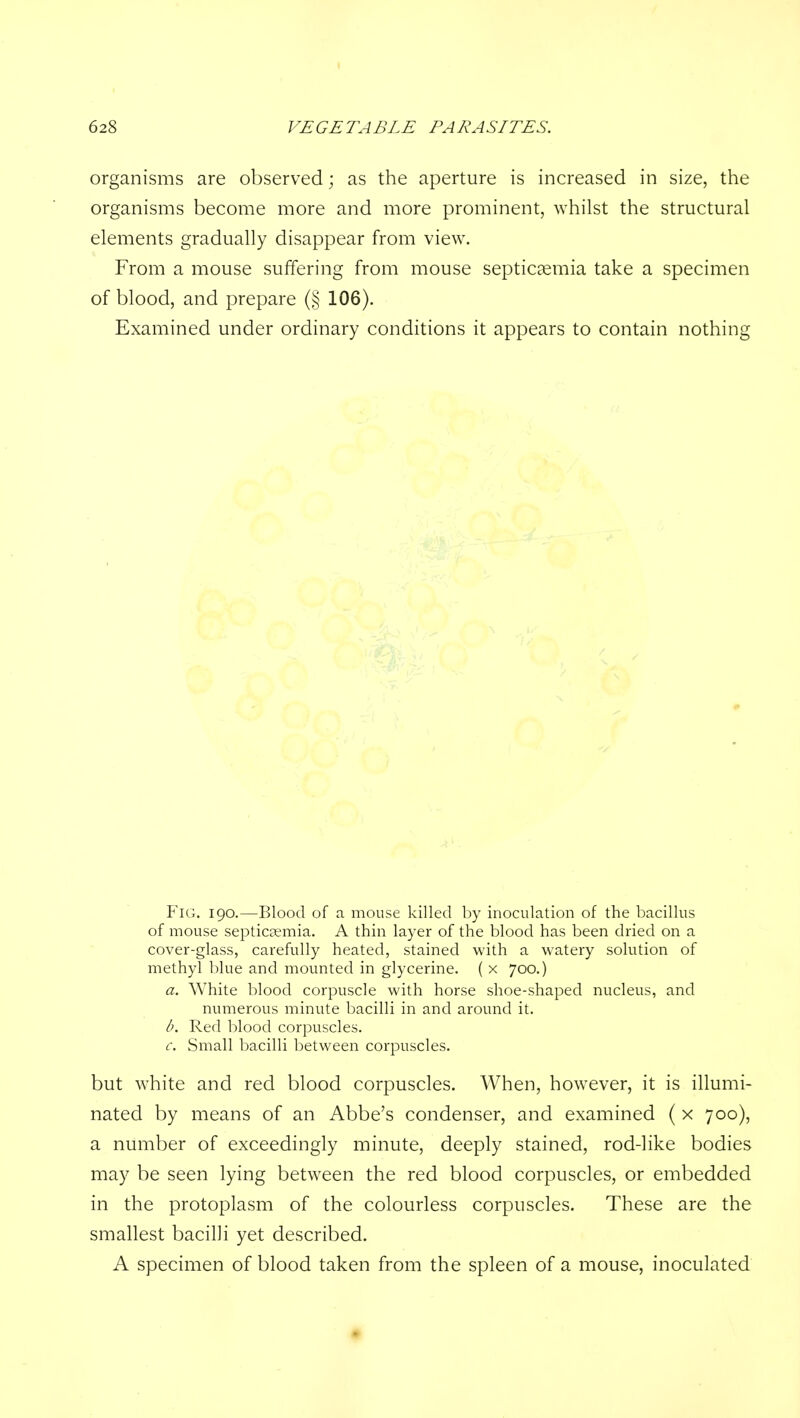 organisms are observed; as the aperture is increased in size, the organisms become more and more prominent, whilst the structural elements gradually disappear from view. From a mouse suffering from mouse septicaemia take a specimen of blood, and prepare (§ 106). Examined under ordinary conditions it appears to contain nothing FiCx. 190.—Blood of a mouse killed by inoculation of the bacillus of mouse septicaemia. A thin layer of the blood has been dried on a cover-glass, carefully heated, stained with a watery solution of methyl blue and mounted in glycerine. ( x 700.) a. White blood corpuscle with horse shoe-shaped nucleus, and numerous minute bacilli in and around it. b. Red blood corpuscles. c. Small bacilli between corpuscles. but white and red blood corpuscles. When, however, it is illumi- nated by means of an Abbe's condenser, and examined ( x 700), a number of exceedingly minute, deeply stained, rod-like bodies may be seen lying between the red blood corpuscles, or embedded in the protoplasm of the colourless corpuscles. These are the smallest bacilli yet described. A specimen of blood taken from the spleen of a mouse, inoculated