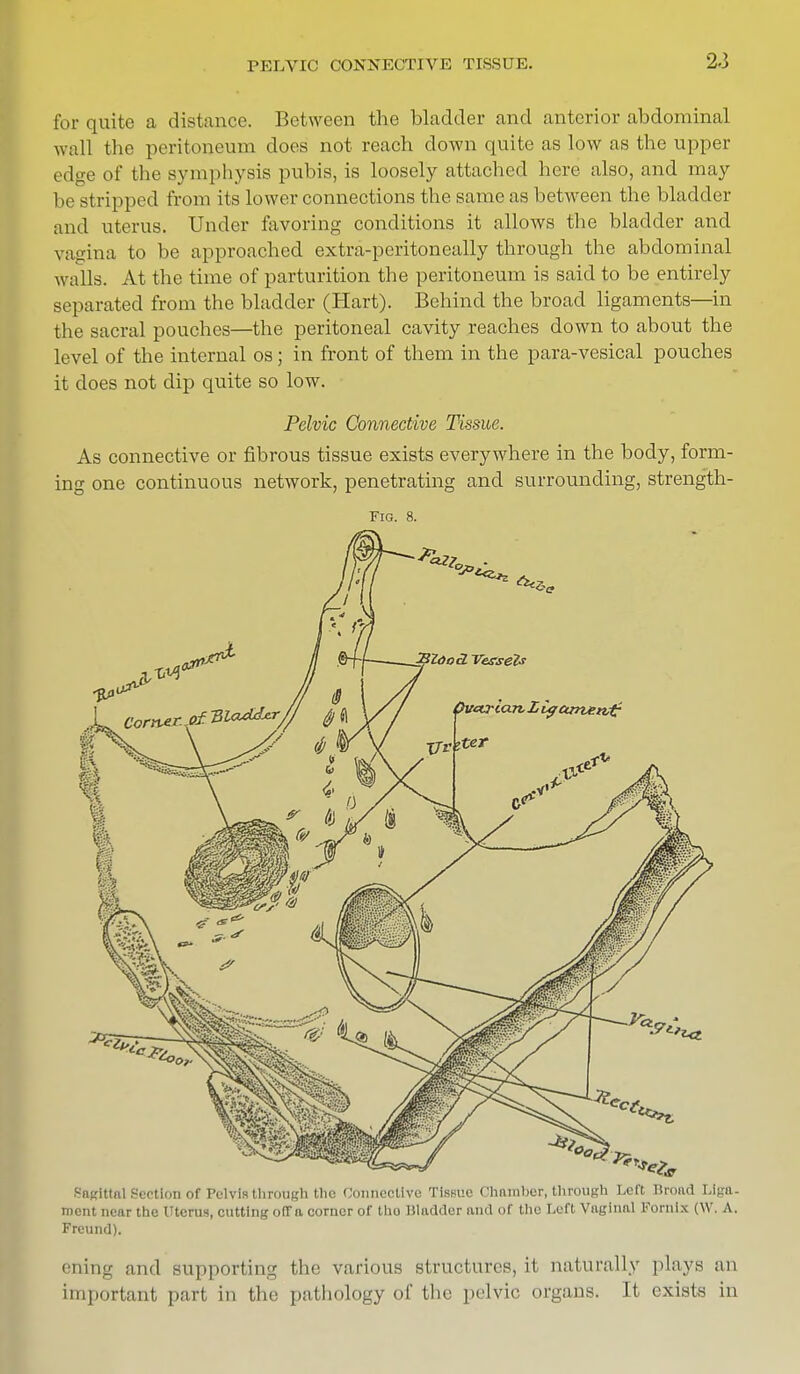 PELVIC CONNECTIVE TISSUE. for quite a distance. Between the bladder and anterior abdominal wall the peritoneum does not reach down quite as low as the upper edge of the symphysis pubis, is loosely attached here also, and may be stripped from its lower connections the same as between the bladder and uterus. Under favoring conditions it allows the bladder and vagina to be approached extra-peritoneally through the abdominal walls. At the time of parturition the peritoneum is said to be entirely separated from the bladder (Hart). Behind the broad ligaments—in the sacral pouches—the peritoneal cavity reaches down to about the level of the internal os; in front of them in the para-vesical pouches it does not dip quite so low. Pelvic Connective Tissue. As connective or fibrous tissue exists everywhere in the body, form- ing one continuous network, penetrating and surrounding, strength- Fig. 8. Sagittal Section of Pelvis through the Connective Tissue Ohnmher, through Left Brond Liga- ment near the Uterus, cutting off a corner of tho Bladder and of the Left Vaginal Fornix (W. A. Freund). ening and supporting the various structures, it naturally plays an important part in the pathology of the pelvic organs. It exists in