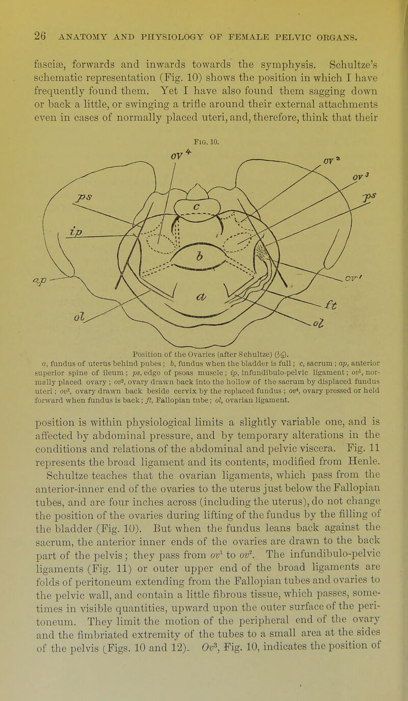 fascise, forwards and inwards towards the symphysis. Schultze'e schematic representation (Fig. 10) shows the position in which I have frequently found them. Yet I have also found them sagging down or back a little, or swinging a trifle around their external attachments even in cases of normally placed uteri, and, therefore, think that their Fig. 10. Position of the Ovaries (after Schultze) (J^). a, fundus of uterus behind pubes ; b, fundus when the bladder is full; c, sacrum ; ap, anterior superior spine of ileum; ps, edge of psoas muscle; ip, infundibulo-pelvic ligament; ov1, nor- mally placed ovary ; oifi, ovary drawn back into the hollow of the sacrum by displaced fundus uteri ; ov3, ovary drawn back beside cervix by the replaced fundus ; ov4, ovary pressed or held forward when fundus is back; ft, Fallopian tube; ol, ovarian ligament. position is within physiological limits a slightly variable one, and is affected by abdominal pressure, and by temporary alterations in the conditions and relations of the abdominal and pelvic viscera. Fig. 11 represents the broad ligament and its contents, modified from Henle. Schultze teaches that the ovarian ligaments, which pass from the anterior-inner end of the ovaries to the uterus just below the Fallopian tubes, and are four inches across (including the uterus), do not change the position of the ovaries during lifting of the fundus by the filling of the bladder (Fig. 10). But when the fundus leans back against the sacrum, the anterior inner ends of the ovaries are drawn to the back part of the pelvis; they pass from ov1 to ov2. The infundibulo-pelvic ligaments (Fig. 11) or outer upper end of the broad ligaments are folds of peritoneum extending from the Fallopian tubes and ovaries to the pelvic wall, and contain a little fibrous tissue, which passes, some- times in visible quantities, upward upon the outer surface of the peri- toneum. They limit the motion of the peripheral end of the ovary and the fimbriated extremity of the tubes to a small area at the sides of the pelvis (,Figs. 10 and 12). Cto3, Fig. 10, indicates the position of