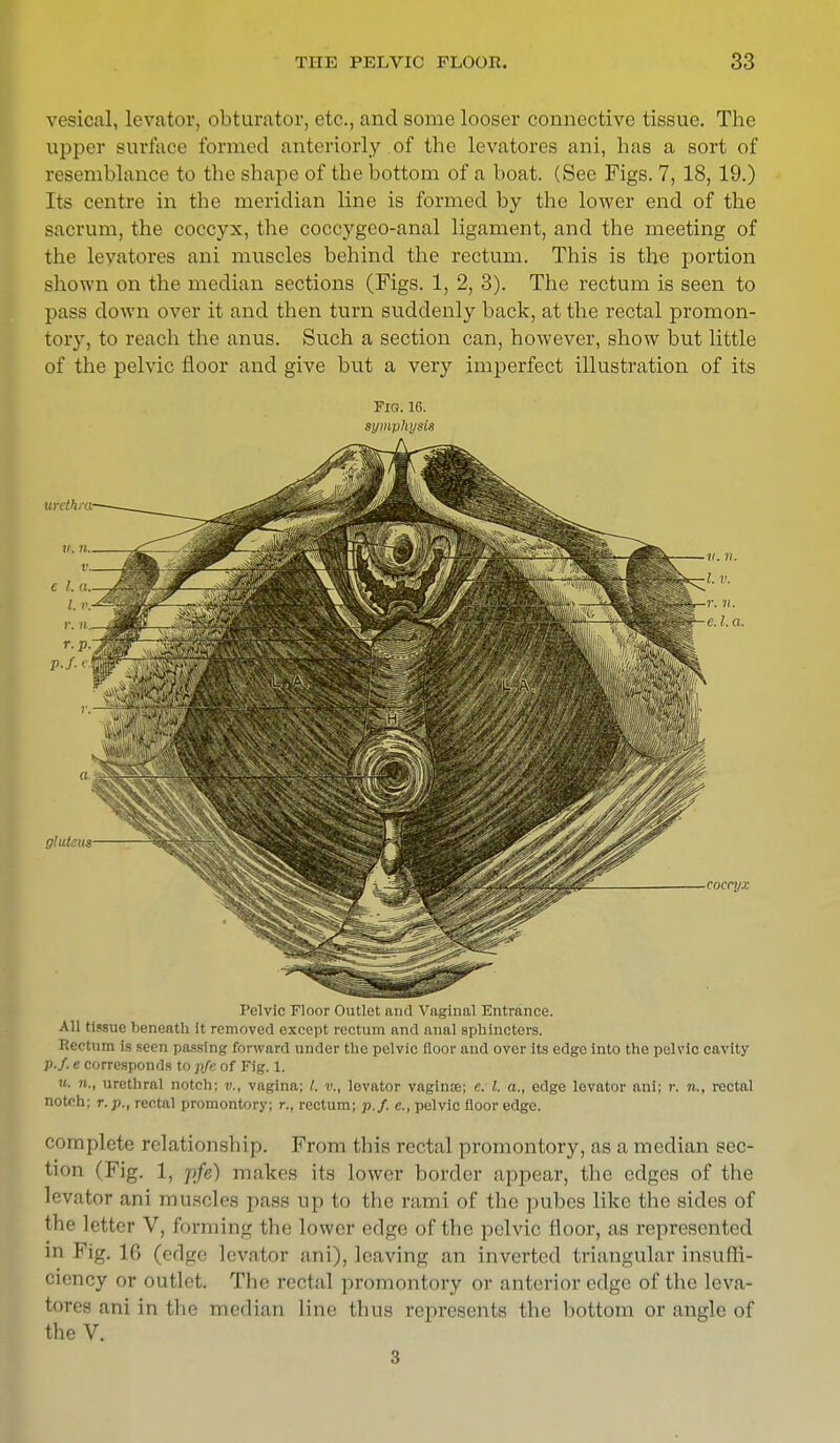 vesical, levator, obturator, etc., and some looser connective tissue. The upper surface formed anteriorly of the levatores ani, has a sort of resemblance to the shape of the bottom of a boat. (See Figs. 7, 18,19.) Its centre in the meridian line is formed by the lower end of the sacrum, the coccyx, the coccygeo-anal ligament, and the meeting of the levatores ani muscles behind the rectum. This is the portion shown on the median sections (Figs. 1, 2, 3). The rectum is seen to pass down over it and then turn suddenly back, at the rectal promon- tory, to reach the anus. Such a section can, however, show but little of the pelvic floor and give but a very imperfect illustration of its Fig. 16. symphysis Pelvic Floor Outlet and Vaginal Entrance. All tissue beneath it removed except rectum and anal sphincters. Rectum is seen passing forward under the pelvic floor and over its edge into the pelvic cavity p.f. e corresponds to pfe of Fig. 1. «. n., urethral notch; v., vagina; v., levator vagince; e. I. a., edge levator ani; r. n., rectal notch; r.p., rectal promontory; r., rectum; p.f. c, pelvic floor edge. complete relationship. From this rectal promontory, as a median sec- tion (Fig. 1, pfe) makes its lower border appear, the edges of the levator am muscles puss up to the rami of the pubes like the sides of the letter V, forming the lower edge of the pelvic floor, as represented in Fig. 16 (edge levator ani), leaving an inverted triangular insuffi- ciency or outlet. The rectal promontory or anterior edge of the leva- hues ani in the median lino thus represents the bottom or angle of the V. 3