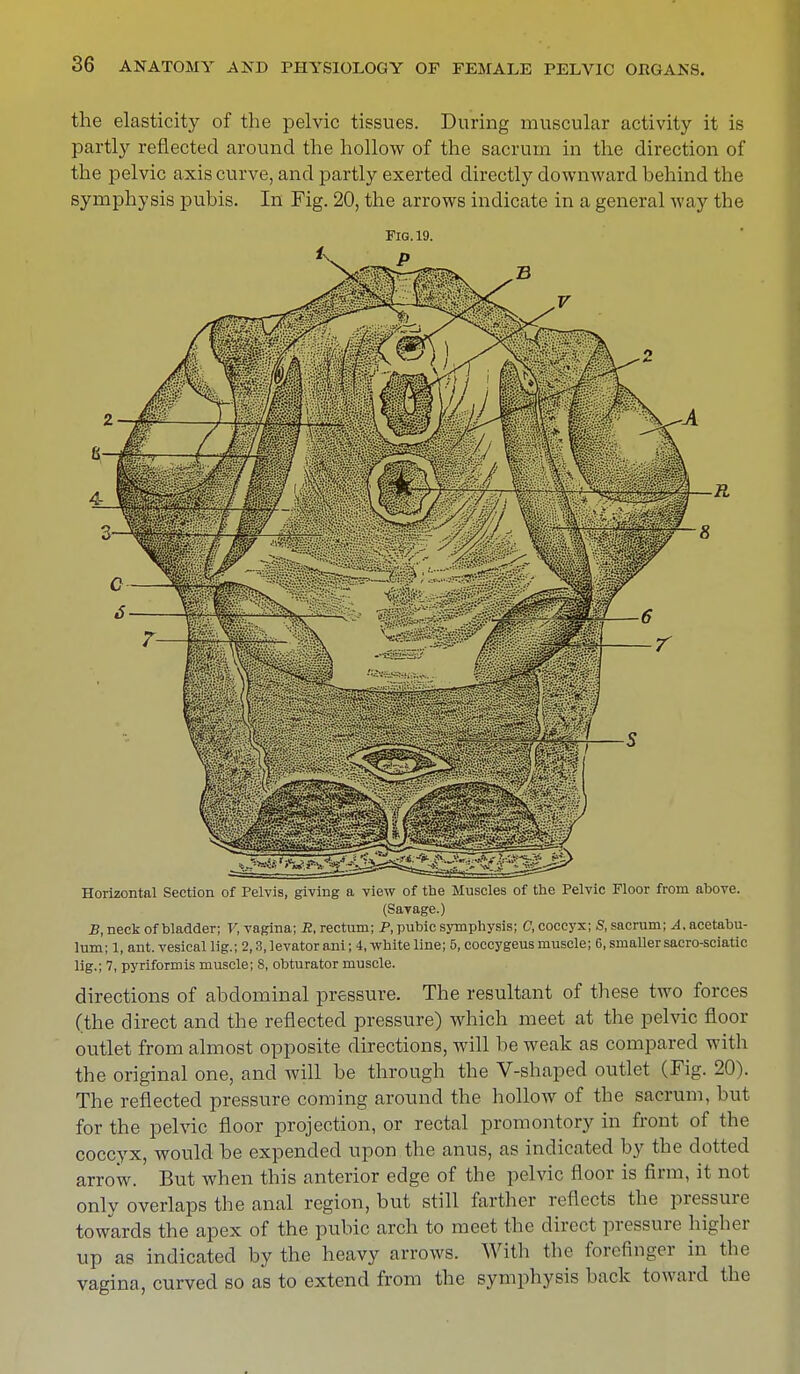 the elasticity of the pelvic tissues. During muscular activity it is partly reflected around the hollow of the sacrum in the direction of the pelvic axis curve, and partly exerted directly downward behind the symphysis pubis. In Fig. 20, the arrows indicate in a general way the Fig. 19. Horizontal Section of Pelvis, giving a view of tbe Muscles of the Pelvic Floor from above. (Savage.) B, neck of bladder; V, vagina; R, rectum; P, pubic symphysis; C, coccyx; S, sacrum; A. acetabu- lum; 1, ant. vesical lig.; 2,3, levator ani j 4, white line; 5, coccygeus muscle; 6, smaller sacro-sciatic lig.; 7, pyriformis muscle; 8, obturator muscle. directions of abdominal pressure. The resultant of these two forces (the direct and the reflected pressure) which meet at the pelvic floor outlet from almost opposite directions, will be weak as compared with the original one, and will be through the V-shaped outlet (Fig. 20). The reflected pressure coming around the hollow of the sacrum, but for the pelvic floor projection, or rectal promontory in front of the coccyx, would be expended upon the anus, as indicated by the clotted arrow. But when this anterior edge of the pelvic floor is firm, it not only overlaps the anal region, but still farther reflects the pressure towards the apex of the pubic arch to meet the direct pressure higher up as indicated by the heavy arrows. With the forefinger in the vagina, curved so as to extend from the symphysis back toward the