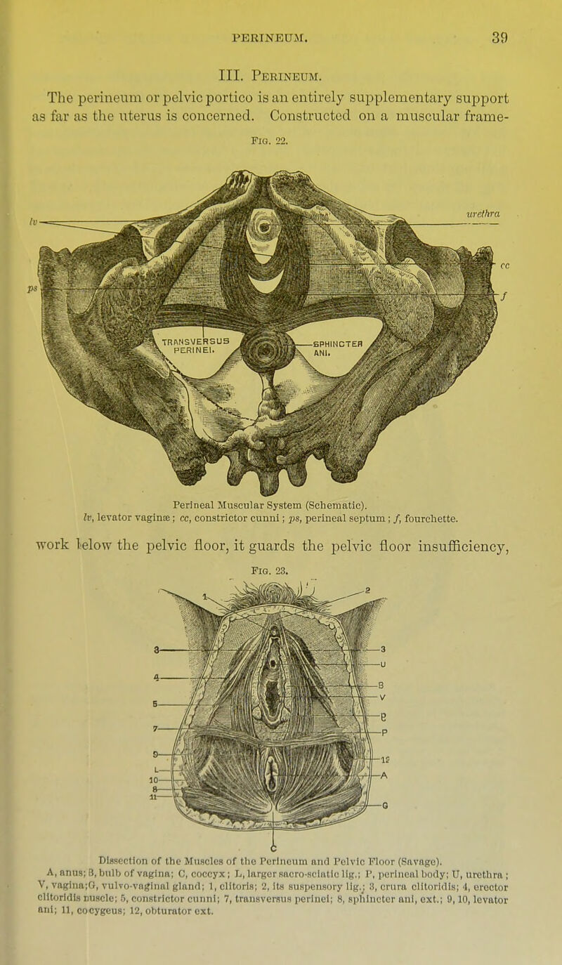 III. Perineum. The perineum or pelvic portico is an entirely supplementary support as far as the uterus is concerned. Constructed on a muscular frame - Fig. 22. Perineal Muscular System (Schematic). Iv, levator vaginte; cc, constrictor cunni; ps, perineal septum; /, fourchette. work lelow the pelvic floor, it guards the pelvic floor insufficiency, Fig. 23. c Dissection of the Muscles of the Perineum and Pelvic Floor (Savage). A, anus; B, bulb of vagina; C, coccyx; L, larger sacro-sciatic lig.; P, perineal body; TJ, urethra ; V, vagina;G, vulvo-voginal gland; 1, clitoris; 2, Its suspensory lig.j 3, crura clitoridis; 4, erector clltoridis nuscle; !>, constrictor cunni; 7, transversus perinel; 8, sphincter nni, ext.; 9,10, levator aid; 11, cocygeus; 12, obturator ext.