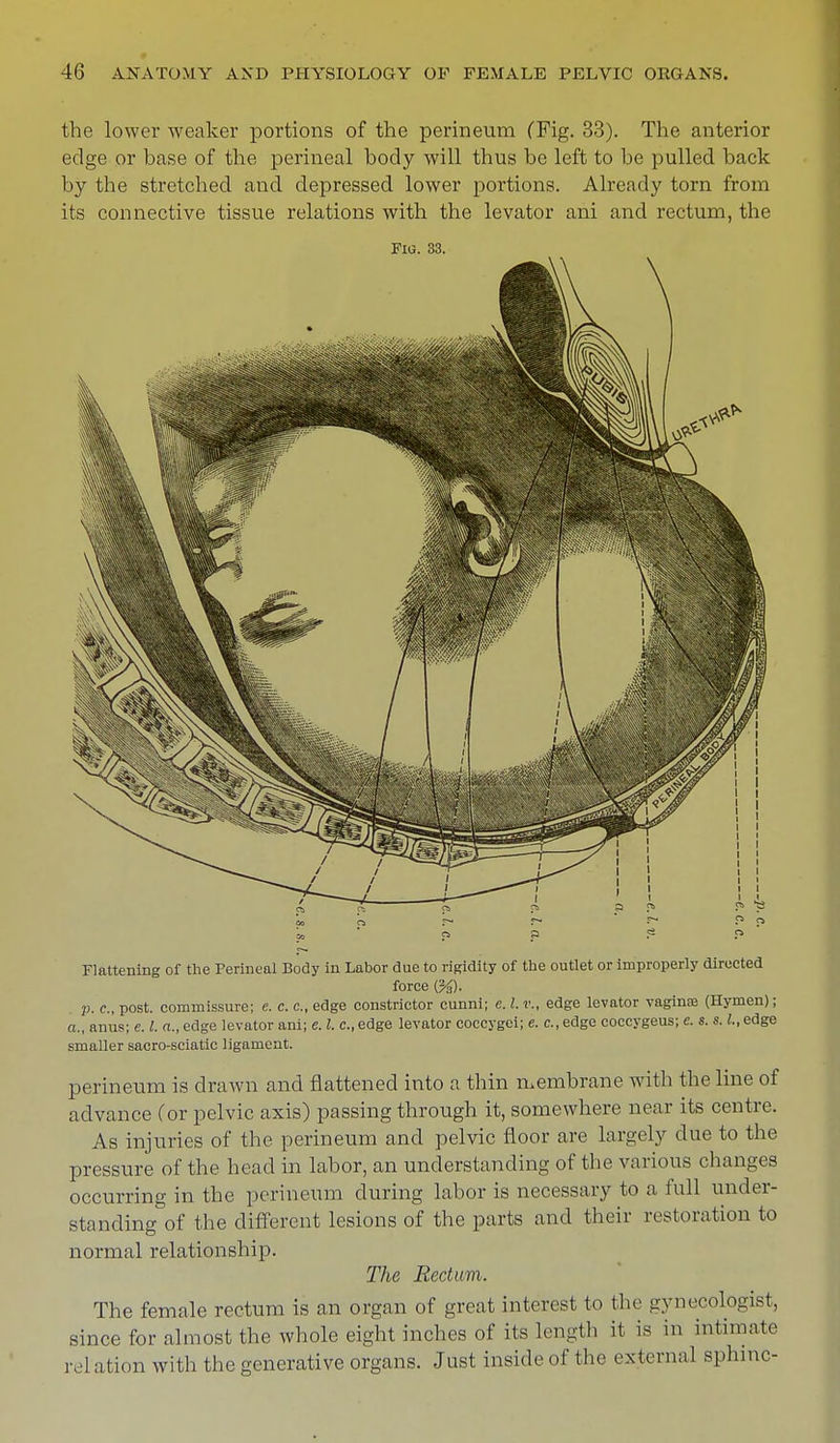the lower weaker portions of the perineum (Fig. 33). The anterior edge or base of the perineal body will thus be left to be pulled back by the stretched and depressed lower portions. Already torn from its connective tissue relations with the levator ani and rectum, the Fig. 33. Flattening of the Perineal Body in Labor due to rigidity of the outlet or improperly directed force {%). p. c, post, commissure; e. c. c, edge constrictor cunni; e. I. v., edge levator vaginae (Hymen); a., anus; e. I. a., edge levator ani; e. I. c, edge levator coccygei; e. c, edge coccygeus; e. s. s. L, edge smaller sacro-sciatic ligament. perineum is drawn and flattened into a thin membrane with the line of advance (or pelvic axis) passing through it, somewhere near its centre. As injuries of the perineum and pelvic floor are largely clue to the pressure of the head in labor, an understanding of the various changes occurring in the perineum during labor is necessary to a full under- standing of the different lesions of the parts and their restoration to normal relationship. The Rectum. The female rectum is an organ of great interest to the gynecologist, since for almost the whole eight inches of its length it is in intimate relation with the generative organs. Just inside of the external sphmc-