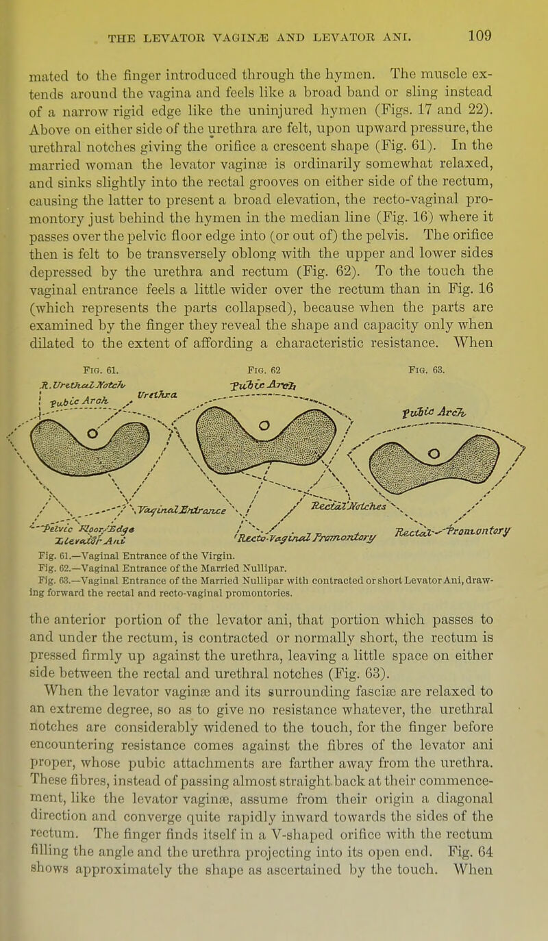 mated to the finger introduced through the hymen. The muscle ex- tends around the vagina and feels like a broad band or sling instead of a narrow rigid edge like the uninjured hymen (Figs. 17 and 22). Above on either side of the urethra are felt, upon upward pressure, the urethral notches giving the orifice a crescent shape (Fig. 61). In the married woman the levator vaginse is ordinarily somewhat relaxed, and sinks slightly into the rectal grooves on either side of the rectum, causing the latter to present a broad elevation, the recto-vaginal pro- montory just behind the hymen in the median line (Fig. 16) where it passes over the pelvic floor edge into (or out of) the pelvis. The orifice then is felt to be transversely oblong with the upper and lower sides depressed by the urethra and rectum (Fig. 62). To the touch the vaginal entrance feels a little wider over the rectum than in Fig. 16 (which represents the parts collapsed), because when the parts are examined by the finger they reveal the shape and capacity only when dilated to the extent of affording a characteristic resistance. When Fig. 61. J?. UriOiul Jfotc7t/ ! vubcc Arch > »c. -til VretTwa. Fig. 62 Fig. 63. fvCbte Arch ■' \ ,.~-~y\Vcujine<ZJ2ntran£e \/ / --—.'\' ■■ f\ / JtectzLl'Mtehes'^ Pelvic Kpor/£dg« Fig. 61.—Vaginal Entrance of the Virgin. Fig. 62.—Vaginal Entrance of the Married Nullipar. Fig. 63.—Vaginal Entrance of the Married Nullipar with contracted or short Levator Ani, draw- ing forward the rectal and recto-vaginal promontories. the anterior portion of the levator ani, that portion which passes to and under the rectum, is contracted or normally short, the rectum is pressed firmly up against the urethra, leaving a little space on either side between the rectal and urethral notches (Fig. 63). When the levator vaginee and its surrounding fascise are relaxed to an extreme degree, so as to give no resistance whatever, the urethral notches are considerably widened to the touch, for the finger before encountering resistance comes against the fibres of the levator ani I >ro | >er, whose pubic attachments are farther away from the urethra. These fibres, instead of passing almost straightback at their commence- ■ it, like the levator vagina?, assume from their origin a diagonal direction and converge quite rapidly inward towards the sides of the rectum. The finger finds itself in a V-shaped orifice with the rectum filling the angle and the urethra projecting into its open end. Fig. 64 shows approximately the shape as ascertained by the touch. When