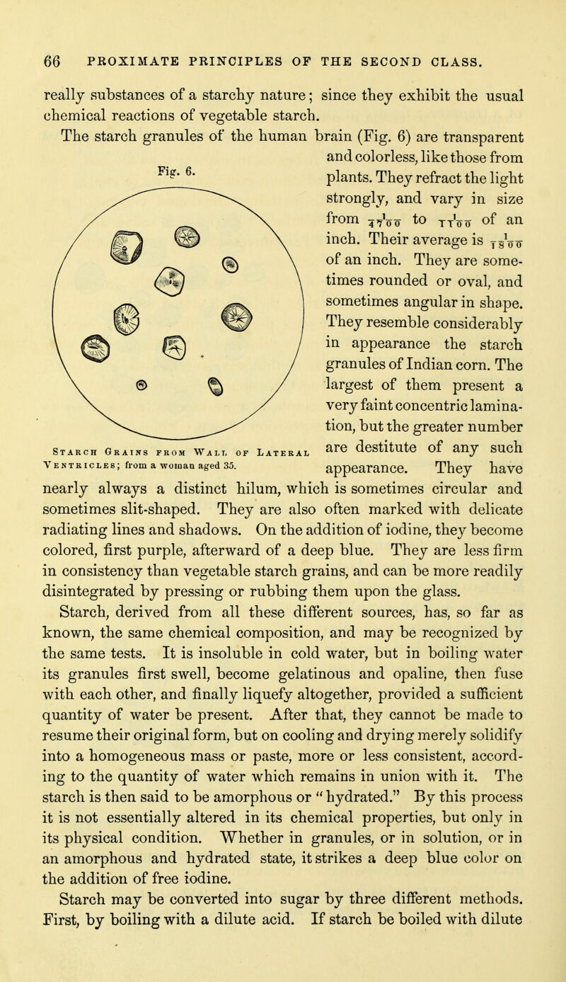Fiff. 6. Starch Grains from Walt, of Lateral Ventricles; from a woioan aged 35. really substances of a starcby nature; since tbey exhibit the usual chemical reactions of vegetable starch. The starch granules of the human brain (Fig. 6) are transparent and colorless, like those from plants. They refract the light strongly, and vary in size from 4^V¥ to ttVo of an inch. Their average is o¥ of an inch. They are some- times rounded or oval, and sometimes angular in shape. They resemble considerably in appearance the starch granules of Indian corn. The largest of them present a very faint concentric lamina- tion, but the greater number are destitute of any such appearance. They have nearly always a distinct hilum, which is sometimes circular and sometimes slit-shaped. They are also often marked with delicate radiating lines and shadows. On the addition of iodine, they become colored, first purple, afterward of a deep blue. They are less firm in consistency than vegetable starch grains, and can be more readily disintegrated by pressing or rubbing them upon the glass. Starch, derived from all these difterent sources, has, so far as known, the same chemical composition, and may be recognized by the same tests. It is insoluble in cold water, but in boiling water its granules first swell, become gelatinous and opaline, then fuse with each other, and finally liquefy altogether, provided a sufficient quantity of water be present. After that, they cannot be made to resume their original form, but on cooling and drying merely solidify into a homogeneous mass or paste, more or less consistent, accord- ing to the quantity of water which remains in union with it. The starch is then said to be amorphous or  hydrated. By this process it is not essentially altered in its chemical properties, but only in its physical condition. Whether in granules, or in solution, or in an amorphous and hydrated state, it strikes a deep blue color on the addition of free iodine. Starch may be converted into sugar by three different methods. First, by boiling with a dilute acid. If starch be boiled with dilute