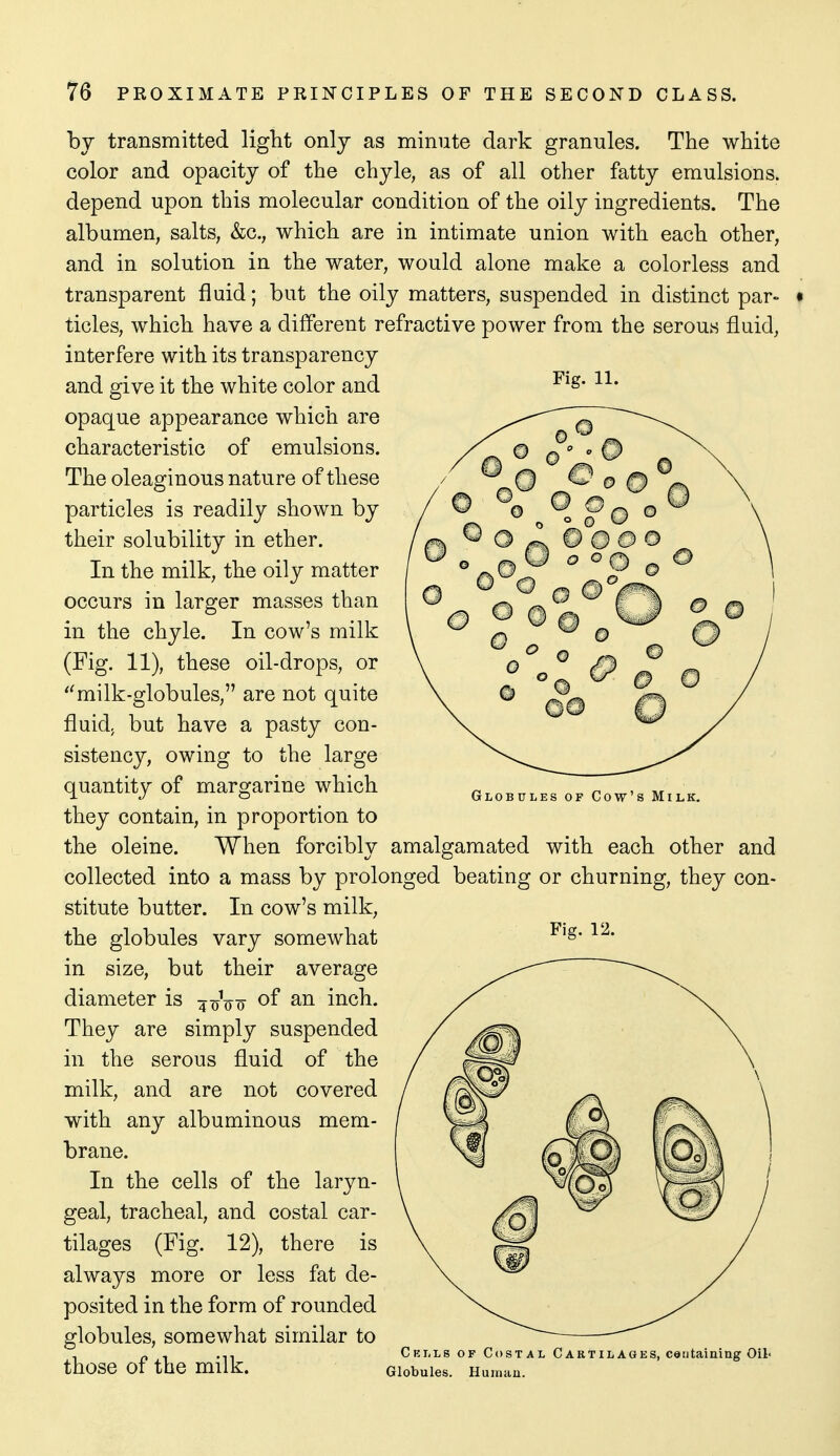 by transmitted liglit only as minute dark granules. The white color and opacity of the chyle, as of all other fatty emulsions, depend upon this molecular condition of the oily ingredients. The alb amen, salts, &c., which are in intimate union with each other, and in solution in the water, would alone make a colorless and transparent fluid; but the oily matters, suspended in distinct par- ticles, which have a different refractive power from the serous fluid, interfere with its transparency and give it the white color and ^^s- H- opaque appearance which are characteristic of emulsions. The oleaginous nature of these particles is readily shown by their solubility in ether. In the milk, the oily matter occurs in larger masses than in the chyle. In cow's milk (Fig. 11), these oil-drops, or ''milk-globules, are not quite fluid, but have a pasty con- sistency, owing to the large quantity of margarine which they contain, in proportion to the oleine. When forcibly amalgamated with each other and collected into a mass by prolonged beating or churning, they con- stitute butter. In cow's milk, Globules of Cow's Milk. the globules vary somewhat in size, but their average diameter is 4 oVo of an inch. They are simply suspended in the serous fluid of the milk, and are not covered with any albuminous mem- brane. In the cells of the laryn- geal, tracheal, and costal car- tilages (Fig. 12), there is always more or less fat de- posited in the form of rounded globules, somewhat similar to those of the milk. Fig. 12. Cklls of C Globules. Human TAL Cartilages, ceutaining Oil-