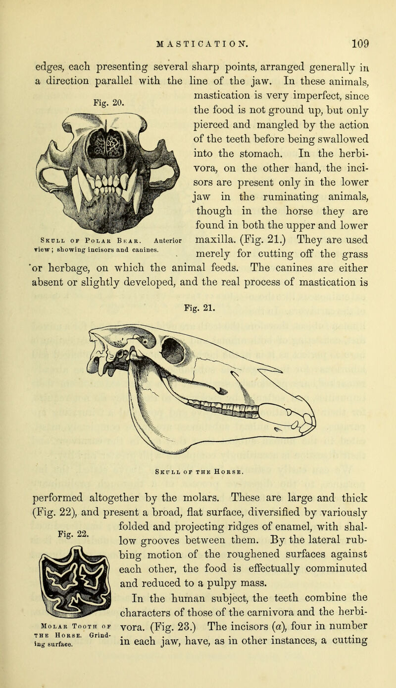 Fig. 20. edgeS; eacli presenting several sharp points, arranged generally in a direction parallel with the line of the jaw. In these animals, mastication is very imperfect, since the food is not ground up, but only pierced and mangled by the action of the teeth before being swallowed into the stomach. In the herbi- vora, on the other hand, the inci- sors are present only in the lower jaw in the ruminating animals, though in the horse they are found in both the upper and lower maxilla. (Fig. 21.) They are used merely for cutting off the grass 'or herbage, on which the animal feeds. The canines are either absent or slightly developed, and the real process of mastication is Skull of Polak Bkar. Anterior iew; showing incisors and canines. Fig. 21. Sktll of the Horse. Fig. 22. performed altogether by the molars. These are large and thick (Fig. 22), and present a broad, fiat surface, diversified by variously folded and projecting ridges of enamel, with shal- low grooves between them. By the lateral rub- bing motion of the roughened surfaces against JJJKjjfftj^ll each other, the food is effectually comminuted |Ki!a0H[\ and reduced to a pulpy mass. In the human subject, the teeth combine the characters of those of the carnivora and the herbi- vora. (Fig. 23.) The incisors (a), four in number in each jaw, have, as in other instances, a cutting Molar Tooth of THE Horse. Grind- ing surface.