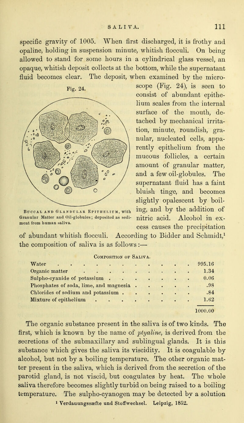 specific gravity of 1005. When first discharged, it is frothy and opaline, holding in suspension minute, whitish flocculi. On being allowed to stand for some hours in a cylindrical glass vessel, an opaque, whitish deposit collects at the bottom, while the supernatant fluid becomes clear. The deposit, when examined by the micro- scope (Fig. 24), is seen to consist of abundant epithe- lium scales from the internal surface of the mouth, de- tached by mechanical irrita- tion, minute, roundish, gra- nular, nucleated cells, appa- rently epithelium from the mucous follicles, a certain amount of granular matter, and a few oil-globules. The supernatant fluid has a faint bluish tinge, and becomes slightly opalescent by boil- B0CCAL AND Glandular Epithelium, with i^g, and by the addition of Granular Matter and Oil-globules; deposited as sedi- nitric acid. Alcohol in CX- ment from human saliva. ... cess causes the precipitation of abundant whitish flocculi. According to Bidder and Schmidt,^ the composition of saliva is as follows:— Composition of Saliva. Water 995.16 Organic matter 1.34 Sulpho-cyanide of potassium 0.06 Phosphates of soda, lime, and magnesia .98 Chlorides of sodium and potassium .84 Mixture of epithelium 1.62 1000.00 The organic substance present in the saliva is of two kinds. The first, which is known by the name of ptyaline, is derived from the secretions of the submaxillary and sublingual glands. It is this substance which gives the saliva its viscidity. It is coagulable by alcohol, but not by a boiling temperature. The other organic mat- ter present in the saliva, which is derived from the secretion of the parotid gland, is not viscid, but coagulates by heat. The whole saliva therefore becomes slightly turbid on being raised to a boiling temperature. The sulpho-cyanogen may be detected by a solution 1 Verdauungsssefte und StoflFwechsel. Leipzig, 1852. Fig. 24.