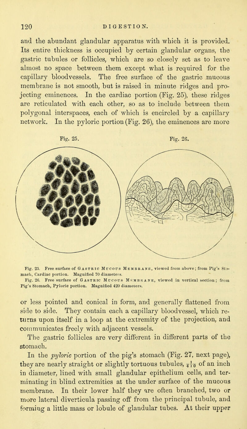 and tlie abundant glandular apparatus with which it is provided. Its entire thickness is occupied by certain glandular organs, the gastric tubules or follicles, which are so closely set as to leave almost no space between them except what is required for the capillary bloodvessels. The free surface of the gastric mucous membrane is not smooth, but is raised in minute ridges and pro- jecting eminences. In the cardiac portion (Fig. 25), these ridges are reticulated with each other, so as to include between them polygonal interspaces, each of which is encircled by a capillary network. In the pyloric portion (Fig. 26), the eminences are more Fig. 25. Fig. 26. Fig. 25. Free surface of Gastric Mucous Membrane, viewed from above; from Pig's Sto- mach, Cardiac portion. Magnified 70 diameters. Fig. 26. Free surface of Gastric Mucous Mkmbrane, viewed in vertical section; from Pig's Stomach, Pyloric portion. Magnified 420 diamecers. or less pointed and conical in form, and generally flattened from side to side. They contain each a capillary bloodvessel, which re- turns upon itself in a loop at the extremity of the projection, and communicates freely with adjacent vessels. The gastric follicles are very different in different parts of the stomach. In the pyloric portion of the pig's stomach (Fig. 27, next page), they are nearly straight or slightly tortuous tubules, of an inch in diameter, lined with small glandular epithelium cells, and ter- minating in blind extremities at the under surface of the mucous membrane. In their lower half they are often branched, two or more lateral diverticula passing off from the principal tubule, and forming a little mass or lobule of glandular tubes. At their upper