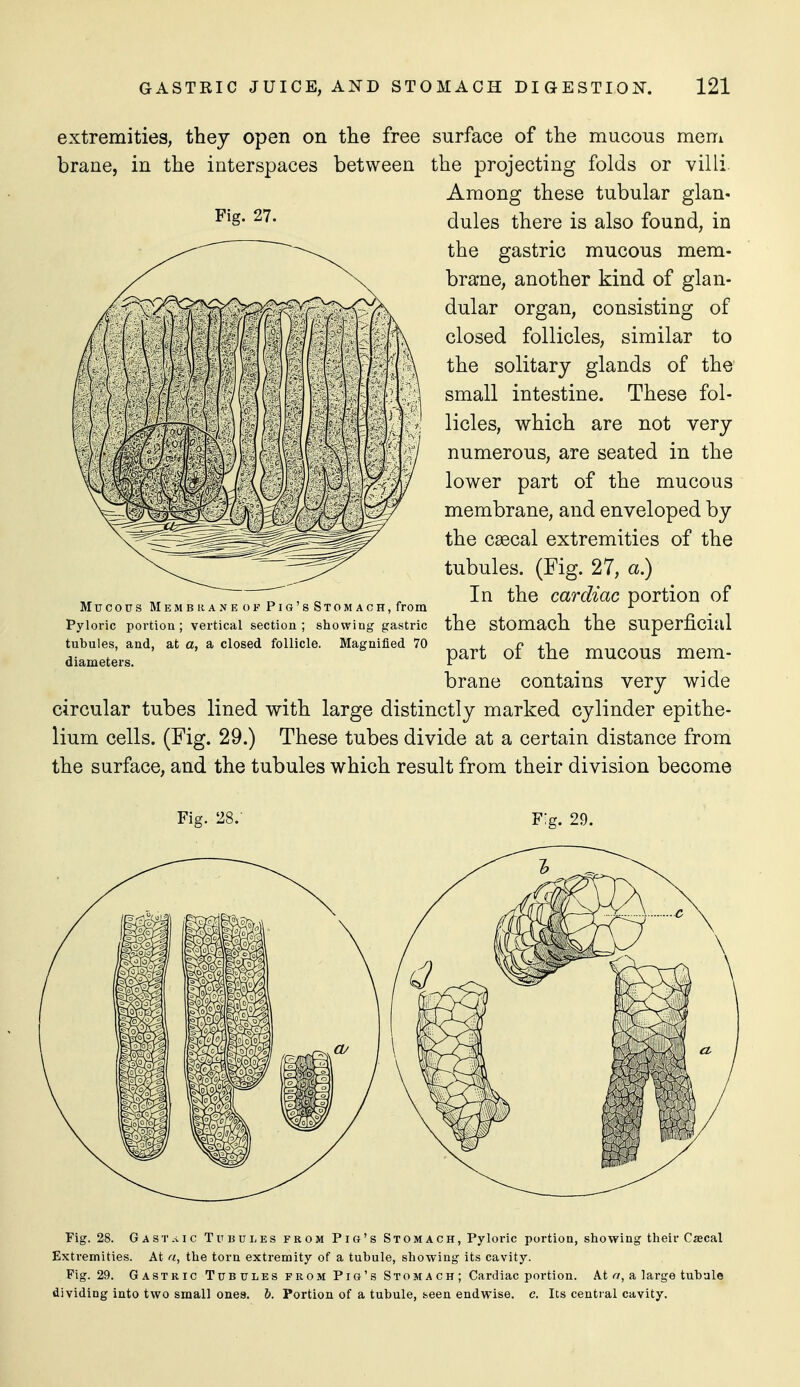Fig. 27. extremities, thej open on the free surface of the mucous meni brane, in the interspaces between the projecting folds or villi Among these tubular glan- dules there is also found, in the gastric mucous mem- brane, another kind of glan- dular organ, consisting of closed follicles, similar to the solitary glands of the small intestine. These fol- licles, which are not very numerous, are seated in the lower part of the mucous membrane, and enveloped by the csecal extremities of the tubules. (Fig. 27, a.) In the cardiac portion of the stomach the superficial part of the mucous mem- brane contains very wide circular tubes lined with large distinctly marked cylinder epithe- lium cells. (Fig. 29.) These tubes divide at a certain distance from the surface, and the tubules which result from their division become Mucous Membrane OF PiG'sSTOMACH,frora Pyloric portion ; vertical section ; showing gasti'ic tubules, and, at a, a closed follicle. Magnified 70 diameters. Fig. 28. GAsr.s.ic Tubules from Pio's Stomach, Pyloric portion, showing their Cacal Extremities. At fi, the torn extremity of a tubule, showing its cavity. Fig. 29. Gastric Tub ules from Pig's Stoma ch ; Cardiac portion. At rr, a large tubule dividing into two small ones. b. Portion of a tubule, seen endwise, c. Its central cavity.