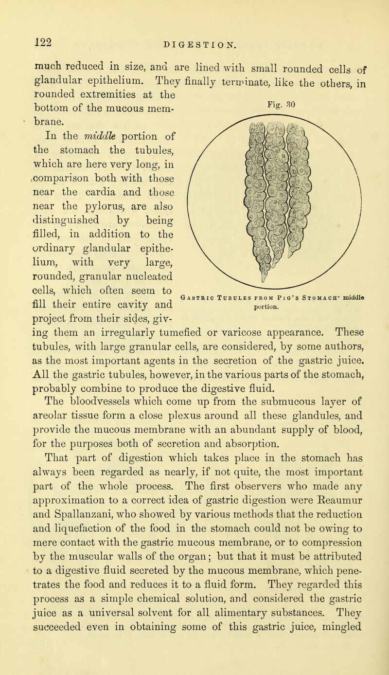 much reduced in size, and are lined with small rounded cells of glandular epithelium. They finally terminate, like the others, in rounded extremities at the bottom of the mucous mem- brane. In the middle portion of the stomach the tubules, which are here very long, in .comparison both with those near the cardia and those near the pylorus, are also distinguished by being filled, in addition to the ordinary glandular epithe- lium, with very large, rounded, granular nucleated cells, which often seem to . , . Gastkic Tubules from Pig's Stomach* middle nil their entire cavity and portion, project from their sides, giv- ing them an irregularly tumefied or varicose appearance. These tubules, with large granular cells, are considered, by some authors, as the most important agents in the secretion of the gastric juice. All the gastric tubules, however, in the various parts of the stomach, probably combine to produce the digestive fluid. The bloodvessels which come up from the submucous layer of areolar tissue form a close plexus around all these glandules, and provide the mucous membrane with an abundant supply of blood, for the purposes both of secretion and absorption. That part of digestion which takes place in the stomach has always been regarded as nearly, if not quite, the most important part of the whole process. The first observers who made any approximation to a correct idea of gastric digestion were Eeaumur and Spallanzani, who showed by various methods that the reduction and liquefaction of the food in the stomach could not be owing to mere contact with the gastric mucous membrane, or to compression by the muscular walls of the organ; but that it must be attributed to a digestive fluid secreted by the mucous membrane, which pene- trates the food and reduces it to a fluid form. They regarded this process as a simple chemical solution, and considered the gastric juice as a universal solvent for all alimentary substances. They succeeded even in obtaining some of this gastric juice, mingled