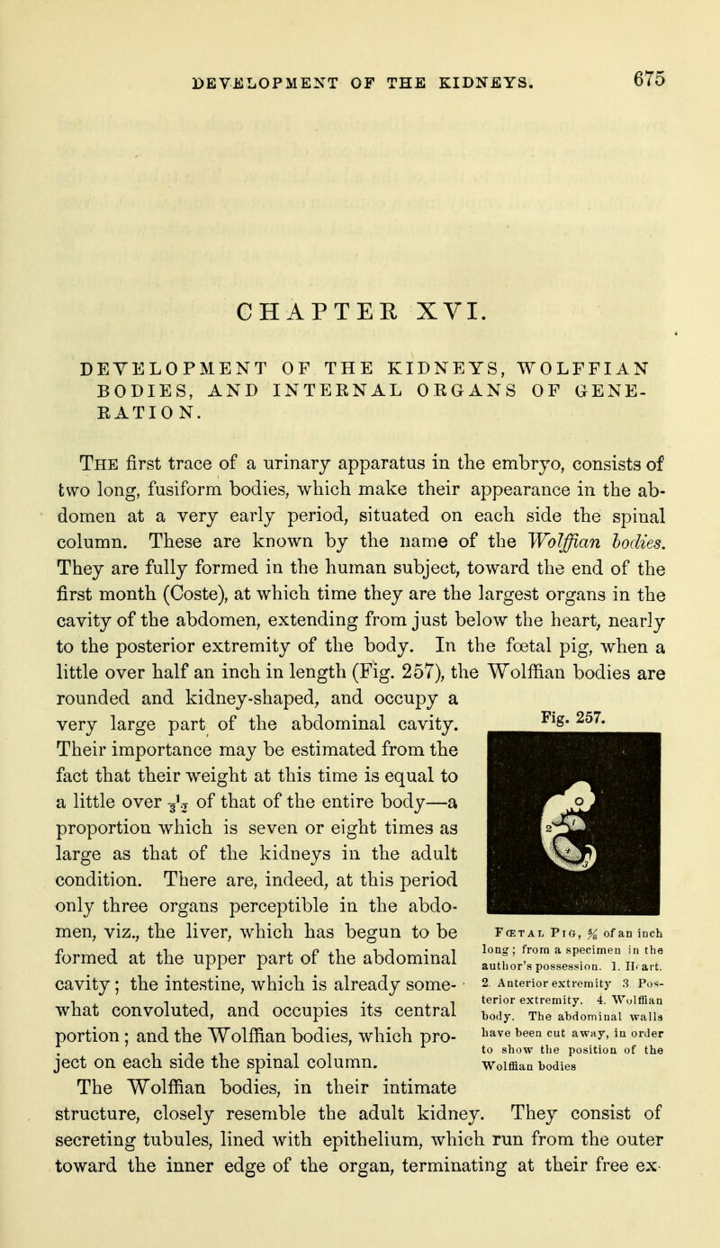 CHAPTER XVI. DEVELOPMENT OF THE KIDNEYS, WOLFFIAN BODIES, AND INTERNAL ORGANS OF GENE- RATION. The first trace of a urinary apparatus in the embryo, consists of two long, fusiform bodies, which make their appearance in the ab- domen at a very early period, situated on each side the spinal column. These are known by the name of the Wolffian bodies. They are fully formed in the human subject, toward the end of the first month (Coste), at which time they are the largest organs in the cavity of the abdomen, extending from just below the heart, nearly to the posterior extremity of the body. In the foetal pig, when a little over half an inch in length (Fig. 257), the Wolffian bodies are rounded and kidney-shaped, and occupy a very large part of the abdominal cavity. Their importance may be estimated from the fact that their weight at this time is equal to a little over of that of the entire body—a proportion which is seven or eight times as large as that of the kidneys in the adult condition. There are, indeed, at this period only three organs perceptible in the abdo- men, viz., the liver, which has begun to be formed at the upper part of the abdominal cavity; the intestine, which is already some- what convoluted, and occupies its central portion ; and the Wolffian bodies, which pro- ject on each side the spinal column. The Wolffian bodies, in their intimate structure, closely resemble the adult kidney. They consist of secreting tubules, lined with epithelium, which run from the outer toward the inner edge of the organ, terminating at their free ex- Fig. 257. FfETAL Pig, % of an inch long; from a specimen in the author's possession. 1. IIi art. 2. Anterior extremity 3 Pos- terior extremity. 4. Wolffian body. The abdominal walls have been cut away, in order to show the position of the Wolffian bodies