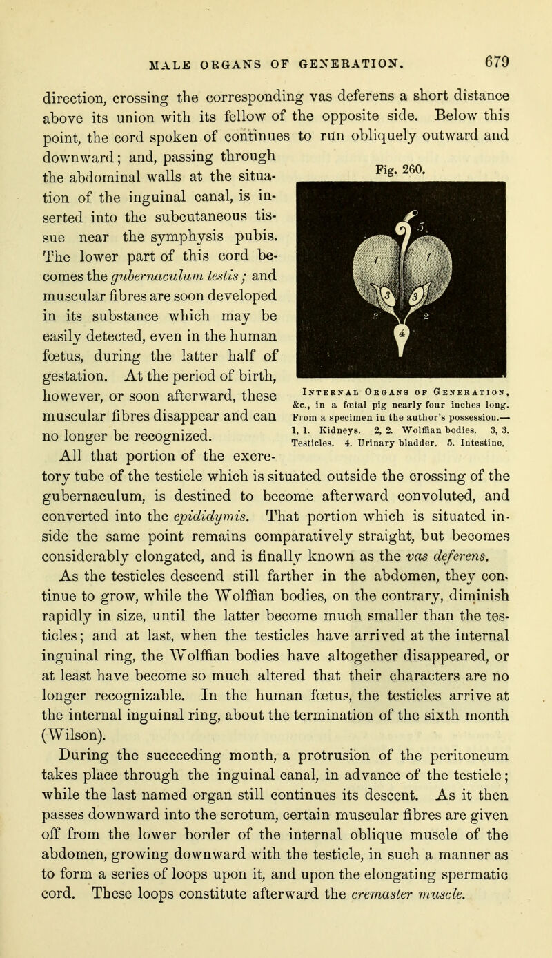 Fig. 260. direction, crossing the corresponding vas deferens a short distance above its union with its fellow of the opposite side. Below this point, the cord spoken of continues to run obliquely outward and downward; and, passing through the abdominal walls at the situa- tion of the inguinal canal, is in- serted into the subcutaneous tis- sue near the symphysis pubis. The lower part of this cord be- comes the gubemaculum testis ; and muscular fibres are soon developed in its substance which may be easily detected, even in the human foetus, during the latter half of gestation. At the period of birth, however, or soon afterward, these internal organs of generation. &c., in a foetal pig nearly four inches long, muscular fibres disappear and can From a specimen in the author's possession.— no lono-er be reCOO-nized ^' Sidneys. 2, 2. wolffian bodies. 3, 3. no longer Oe reOOgUIzeU. Testicles. 4. Urinary bladder. 5. Intestine. All that portion of the excre- tory tube of the testicle which is situated outside the crossing of the gubernaculum, is destined to become afterward convoluted, and converted into the epididyyins. That portion which is situated in- side the same point remains comparatively straight, but becomes considerably elongated, and is finally known as the vas deferens. As the testicles descend still farther in the abdomen, they con. tinue to grow, while the Wolffian bodies, on the contrary, diminish rapidly in size, until the latter become much smaller than the tes- ticles ; and at last, when the testicles have arrived at the internal inguinal ring, the Wolfiian bodies have altogether disappeared, or at least have become so much altered that their characters are no longer recognizable. In the human foetus, the testicles arrive at the internal inguinal ring, about the termination of the sixth month (Wilson). During the succeeding month, a protrusion of the peritoneum takes place through the inguinal canal, in advance of the testicle; while the last named organ still continues its descent. As it then passes downward into the scrotum, certain muscular fibres are given off* from the lower border of the internal oblique muscle of the abdomen, growing downward with the testicle, in such a manner as to form a series of loops upon it, and upon the elongating spermatic cord. These loops constitute afterward the cremaster muscle.