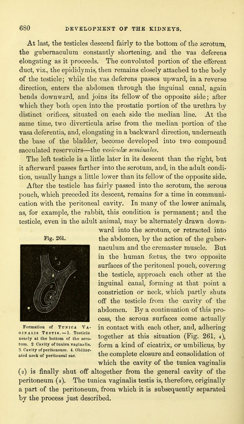 At last, the testicles descend fairly to the bottom of the scrotum, the gubernaculum constantly shortening, and the vas deferens elongating as it proceeds. The convoluted portion of the efferent duct, viz., the epididymis, then remains closely attached to the body of the testicle; while the vas deferens passes upward, in a reverse direction, enters the abdomen through the inguinal canal, again bends downward, and joins its fellow of the opposite side; after which they both open into the prostatic portion of the urethra by distinct orifices, situated on each side the median line. At the same time, two diverticula arise from the median portion of the vasa deferentia, and, elongating in a backward direction, underneath the base of the bladder, become developed into two compound sacculated reservoirs—the vesiculee seminales. The left testicle is a little later in its descent than the right, but it afterward passes farther into the scrotum, and, in the adult condi- tion, usually hangs a little lower than its fellow of the opposite side. After the testicle has fairly passed into the scrotum, the serous pouch, which preceded its descent, remains for a time in communi- cation with the peritoneal cavity. In many of the lower animals, as, for example, the rabbit, this condition is permanent; and the testicle, even in the adult animal, may be alternately drawn down- ward into the scrotum, or retracted into the abdom^en, by the action of the guber- naculum and the cremaster muscle. But in the human foetus, the two opposite surfaces of the peritoneal pouch, covering the testicle, approach each other at the inguinal canal, forming at that point a constriction or neck, which partly shuts off the testicle from the cavity of the abdomen. By a continuation of this pro- cess, the serous surfaces come actually in contact with each other, and, adhering together at this situation (Fig. 261, 4), form a kind of cicatrix, or umbilicus, by the complete closure and consolidation ot which the cavity of the tunica vaginalis (•2) is finally shut off altogether from the general cavity of the peritoneum (3). The tunica vaginalis testis is, therefore, originally a part of the peritoneum, from which it is subsequently separated by the process just described. Fig. 261. 1. s / \i r ■ / / • V Formation of Tunica Va- ginalis Testis. —1. Testicle nearly at the bottom of the scro- tum. 2 Cavity of tunica vaginalis. 3. Cavity of peritoneum. 4. Obliter- ated neck of peritoneal sac.