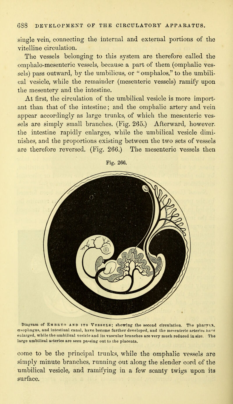 single vein, connecting the internal and external portions of tlie vitelline circulation. The vessels belonging to this system are therefore called the omphalo-mesenteric vessels, because a part of them (omphalic ves- sels) pass outward, by the umbilicus, or  omphalos, to the umbili- cal vesicle, while the remainder (mesenteric vessels) ramify upon the mesentery and the intestine. At first, the circulation of the umbilical vesicle is more import- ant than that of the intestine; and the omphalic artery and vein appear accordingly as large trunks, of which the mesenteric ves- sels are simply small branches. (Fig. 265.) Afterward, however, the intestine rapidly enlarges, while the umbilical vesicle dimi- nishes, and the proportions existing between the two sets of vessels are therefore reversed. (Fig. 266.) The mesenteric vessels then Fig. 266. Diagram of Embryo and its Vessels; shoTring the second circnlation. Tlie pharynx. CEsophagus, and intestinal canal, have become further developed, and the mesenteric arteries have enlarged, while the umbilical vesicle and its vascular branches are very much reduced in size. The large umbilical arteries are seen passing out to the placenta. come to be the principal trunks, while the omphalic vessels are simply minute branches, running out along the slender cord of the umbilical vesicle, and ramifying in a few scanty twigs upon its surface.