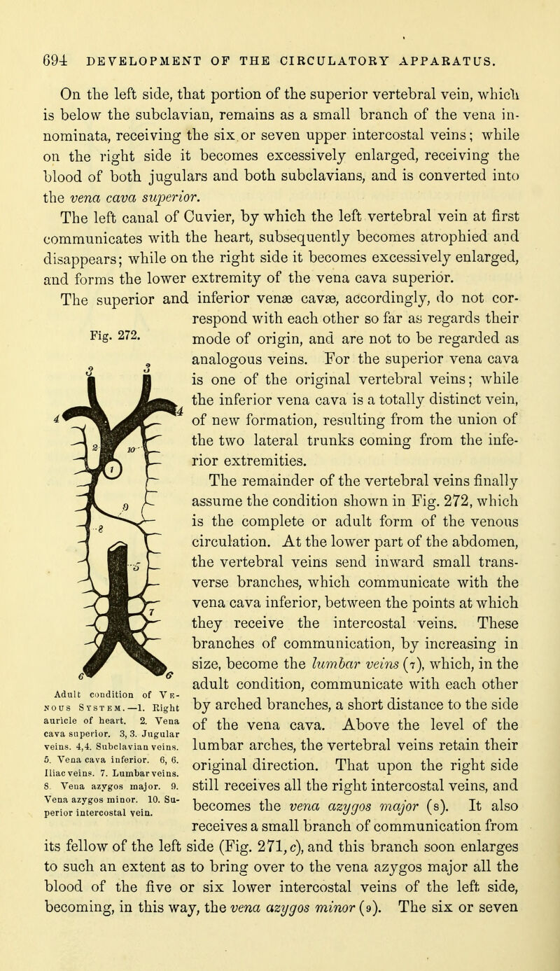 On the left side, that portion of the superior vertebral vein, which is below the subclavian, remains as a small branch of the vena in- nominata, receiving the six or seven upper intercostal veins; while on the right side it becomes excessively enlarged, receiving the blood of both jugulars and both subclavians, and is converted into the vena cava superior. The left canal of Cuvier, by which the left vertebral vein at first communicates with the heart, subsequently becomes atrophied and disappears; while on the right side it becomes excessively enlarged, and forms the lower extremity of the vena cava superior. The superior and inferior venae cavse, accordingly, do not cor- respond with each other so far as regards their Fig. 272. mode of origin, and are not to be regarded as , analogous veins. For the superior vena cava is one of the original vertebral veins; while the inferior vena cava is a totally distinct vein, of new formation, resulting from the union of the two lateral trunks coming from the infe- rior extremities. The remainder of the vertebral veins finally assume the condition shown in Fig. 272, which is the complete or adult form of the venous circulation. At the lower part of the abdomen, the vertebral veins send inward small trans- verse branches, which communicate with the vena cava inferior, between the points at which they receive the intercostal veins. These branches of communication, by increasing in size, become the lumbar veins (7), which, in the adult condition, communicate with each other by arched branches, a short distance to the side of the vena cava. Above the level of the lumbar arches, the vertebral veins retain their original direction. That upon the right side still receives all the right intercostal veins, and becomes the vena azygos major (s). It also receives a small branch of communication from its fellow of the left side (Fig. 271, c), and this branch soon enlarges to such an extent as to bring over to the vena azygos major all the blood of the five or six lower intercostal veins of the left side, becoming, in this way, the vena azygos minor (9). The six or seven Adult condition of Vk- Nous System.—1. Right auricle of heart. 2. Vena cava superior. 3, 3. Jugular veins. 4,4. Subclavian veins. 5. Vena cava inferior. 6, 6. Iliac veins. 7. Lumbar veins. 8. Vena azygos major. 9. Vena azygos minor. 10. Su- perior intercostal vein.