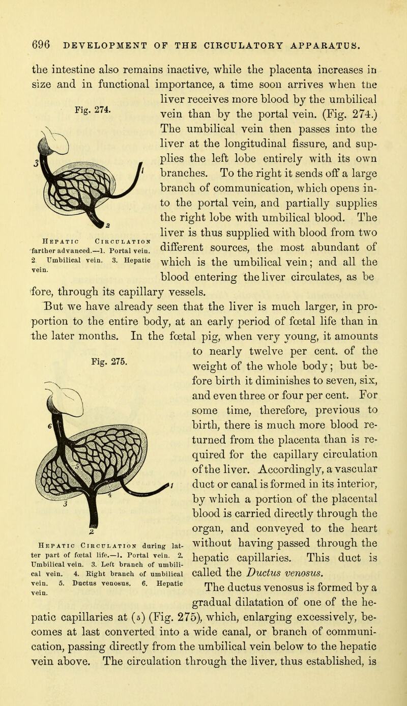 Fig. 274. Hepatic Circulation farther advanced.—1. Portal vein. 2 Umbilical vein. .3. Hepatic vein. the intestine also remains inactive, while the placenta increases in size and in functional importance, a time soon arrives when ttie liver receives more blood by the umbilical vein than by the portal vein. (Fig. 274.) The umbilical vein then passes into the liver at the longitudinal fissure, and sup- plies the left lobe entirely with its own branches. To the right it sends off a large branch of communication, which opens in- to the portal vein, and partially supplies the right lobe with umbilical blood. The liver is thus supplied with blood from two different sources, the most abundant of which is the umbilical vein; and all the blood entering the liver circulates, as be fore, through its capillary vessels. But we have already seen that the liver is much larger, in pro- portion to the entire body, at an early period of foetal life than in the later months. In the foetal pig, when very young, it amounts to nearly twelve per cent, of the weight of the whole body; but be- fore birth it diminishes to seven, six, and even three or four per cent. For some time, therefore, previous to birth, there is much more blood re- turned from the placenta than is re- quired for the capillary circulation of the liver. Accordingly, a vascular duct or canal is formed in its interior, by which a portion of the placental blood is carried directly through the organ, and conveyed to the heart without having passed through the hepatic capillaries. This duct is called the Ductus venosus. The ductus venosus is formed by a gradual dilatation of one of the he- patic capillaries at (5) (Fig. 275), which, enlarging excessively, be- comes at last converted into a wide canal, or branch of communi- cation, passing directly from the umbilical vein below to the hepatic vein above. The circulation through the liver, thus established, is Fig. 275. Hepatic CiRCiri;ation during lat- ter part of foetal life.—1. Portal vein. 2. Umbilical vein. 3. Left branch of umbili- cal vein, 4. Right branch of umbilical vein. 5. Ductus venosus. 6. Hepatic vein.