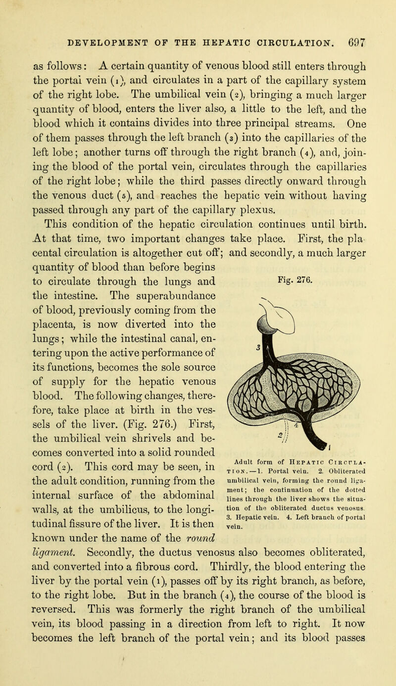 Fig. 276. as follows: A certain quantity of venous blood still enters through the portal vein (i), and circulates in a part of the capillary system of the right lobe. The umbilical vein (2), bringing a much larger quantity of blood, enters the liver also, a little to the left, and the blood which it contains divides into three principal streams. One of them passes through the left branch (3) into the capillaries of the left lobe; another turns off'through the right branch (4), and, join- ing the blood of the portal vein, circulates through the capillaries of the right lobe; while the third passes directly onward through the venous duct (5), and reaches the hepatic vein without having passed through any part of the capillary plexus. This condition of the hepatic circulation continues until birth. At that time, two important changes take place. First, the pla- cental circulation is altogether cut oft*; and secondly, a much larger quantity of blood than before begins to circulate through the lungs and the intestine. The superabundance of blood, previously coming from the placenta, is now diverted into the lungs; while the intestinal canal, en- tering upon the active performance of its functions, becomes the sole source of supply for the hepatic venous blood. The following changes, there- fore, take place at birth in the ves- sels of the liver. (Fig. 276.) First, the umbilical vein shrivels and be- comes converted into a solid rounded cord (2). This cord may be seen, in the adult condition, running from the internal surface of the abdominal walls, at the umbilicus, to the longi- tudinal fissure of the liver. It is then known under the name of the round ligament. Secondly, the ductus venosus also becomes obliterated, and converted into a fibrous cord. Thirdly, the blood entering the liver by the portal vein (1), passes off by its right branch, as before, to the right lobe. But in the branch (4), the course of the blood is reversed. This was formerly the right branch of the umbilical vein, its blood passing in a direction from left to right. It now becomes the left branch of the portal vein; and its blood passes Adult form of Hepatic Circfla- TiON.—1. Portal vein. 2. Obliterated umbilical vein, forming the round liga- ment; the continuation of the dotted lines through the liver shows the situa- tion of the obliterated ductus venosus. 3. Hepatic vein. 4. Left branch of portal vein.