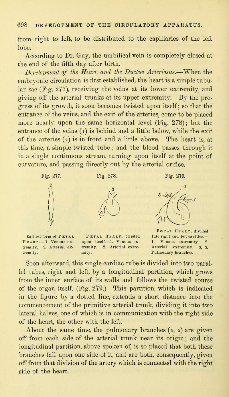 from right to left, to be distributed to tbe capillaries of the left lobe. According to Dr. Guy, the umbilical vein is completely closed at the end of the fifth day after birth. Development of the Heart, and the Ductus Arteriosus.—When the embryonic circulation is first established, the heart is a simple tubu- lar sac (Fig. 277), receiving the veins at its lower extremity, and giving off the arterial trunks at its upper extremity. By the pro- gress of its growth, it soon becomes twisted upon itself; so that the entrance of the veins, and the exit of the arteries, come to be placed more nearly upon the same horizontal level (Fig. 278); but the entrance of the veins (i) is behind and a little below, while the exit of the arteries (2) is in front and a little above. The heart is, at this time, a simple twisted tube; and the blood passes through it in a single continuous stream, turning upon itself at the point of curvature, and passing directly out by the arterial orifice. Fig. 277. Fig. 278. 9, \ '1 2 I Earliest form of Fcetal Fcetal Heart, twisted Heart. — 1. Venous ex- upon itself.—1. Venous ex- tremity. 2. Arterial ex- tremity. 2. Arterial extre- tremity. mity. Soon afterward, this single cardiac tube is divided into two paral- lel tubes, right and left, by a longitudinal partition, which grows from the inner surface of its walls and follows the twisted course of the organ itself. (Fig. 279.) This partition, which is indicated in the figure by a dotted line, extends a short distance into the commencement of the primitive arterial trunk, dividing it into two lateral halves, one of which is in communication with the right side of the heart, the other with the left. About the same time, the pulmonary branches (s, 3) are given off from each side of the arterial trunk near its origin; and the longitudinal partition, above spoken of, is so placed that both these branches fall upon one side of it, and are both, consequently, given off' from that division of the artery which is connected with the right side of the heart. Fig. 279. Fcetal Heart, divided into right and left cavities.— 1. Venous extremity. 2. Arterial extremity. 3, 3. Pulmonary branches.