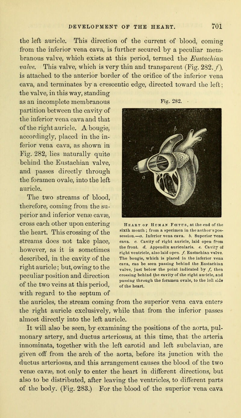 the left auricle. This direction of the current of blood, comingf from the inferior vena cava, is further secured hy a peculiar mem- branous valve, which exists at this period, termed the Eustachian valve. This valve, which is very thin and transparent (Fig. 282./), is attached to the anterior border of the orifice of the inferior vena cava, and terminates by a crescentic edge, directed toward the left; the valve, in this way, standing as an incomplete membranous partition between the cavity of the inferior vena cava and that of the right auricle. A bougie, accordingly, placed in the in- ferior vena cava, as shown in Fig. 282, lies naturally quite behind the Eustachian valve, and passes directly through the foramen ovaie, into the left auricle. The two streams of blood, therefore, coming from the su- perior and inferior venae cavae, cross each other upon entering the heart. This crossing of the streams does not take place, however, as it is sometimes described, in the cavity of the right auricle; but, owing to the peculiar position and direction of the two veins at this period, with regard to the septum of the auricles, the stream coming from the superior vena cava enters the right auricle exclusively, while that from the inferior passes almost directly into the left auricle. It will also be seen, by examining the positions of the aorta, pul- monary artery, and ductus arteriosus, at this time, that the arteria innominata, together with the left carotid and left subclavian, are given off from the arch of the aorta, before its junction with the ductus arteriosus, and this arrangement causes the blood of the two venae cava?, not only to enter the heart in different directions, but also to be distributed, after leaving the ventricles, to different parts of the body. (Fig. 283.) For the blood of the superior vena cava Fig. 282. Heart OF Human r(ETns,atthe end of the sixth month ; from a specimen in the author's pos- session.—a. Inferior vena cava. h. Superior vena cava. c. Cavity of right auricle, laid open from the front, d. Appendix auricularis. e. Cavitv oi rij^'ht ventricle, also laid open. /. Eustachian valve. The bougie, •which is placed in the inferior vena cava, can be seen passing behind the Eustachian valve, just below the point indicated by /, then crossing behind the cavity of the right auricle, and passing through the foramen ovale, to the left side of the heart.