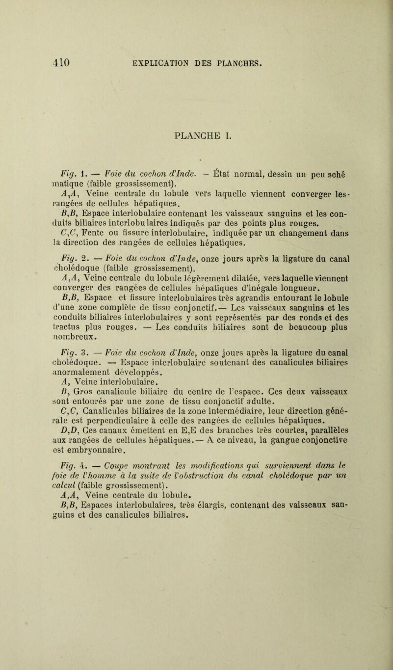 PLANCHE I. Fig. 1. — Foie du cochon d'Inde. — État normal, dessin un peu sché matique (faible grossissement). 4,4, Veine centrale du lobule vers laquelle viennent converger les- rangées de cellules hépatiques. B, B, Espace interlobulaire contenant les vaisseaux sanguins et les con- duits biliaires interlobulaires indiqués par des points plus rouges. C, C, Fente ou fissure interlobulaire, indiquée par un changement dans la direction des rangées de cellules hépatiques. Fig. 2. — Foie du cochon d'Inde, onze jours après la ligature du canal cholédoque (faible grossissement). 4,4, Veine centrale du lobule légèrement dilatée, vers laquelle viennent converger des rangées de cellules hépatiques d’inégale longueur. B,B, Espace et fissure interlobulaires très agrandis entourant le lobule d’une zone complète de tissu conjonctif.— Les vaisséaux sanguins et les conduits biliaires interlobulaires y sont représentés par des ronds et des tractus plus rouges. — Les conduits biliaires sont de beaucoup plus nombreux. Fig. 3. — Foie du cochon d'Inde, onze jours après la ligature du canal cholédoque. — Espace interlobulaire soutenant des canalicules biliaires anormalement développés. 4, Veine interlobulaire. B, Gros canalicule biliaire du centre de l’espace. Ces deux vaisseaux sont entourés par une zone de tissu conjonctif adulte. C, C, Canalicules biliaires de la zone intermédiaire, leur direction géné- rale est perpendiculaire à celle des rangées de cellules hépatiques. /),£>, Ces canaux émettent en E,E des branches très courtes, parallèles aux rangées de cellules hépatiques.— A ce niveau, la gangue conjonctive est embryonnaire. Fig. 4. — Coupe montrant les modifications qui surviennent dans le foie de l'homme à la suite de l'obstruction du canal cholédoque par un calcul (faible grossissement). 4,4, Veine centrale du lobule. B,B, Espaces interlobulaires, très élargis, contenant des vaisseaux san- guins et des canalicules biliaires.