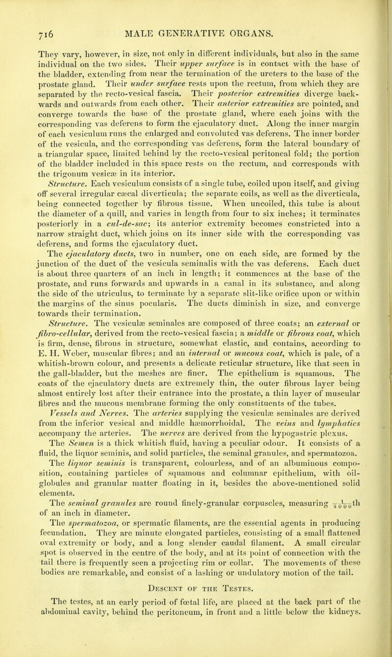 They vary, however, in size, not only in different individuals, but also in the same individual on the two sides. Their upper surface is in contact with the base of the bladder, extending from near the termination of the ureters to the base of the prostate gland. Their under surface rests upon the rectum, from which they are separated by the recto-vesical fascia. Their posterior extremities diverge back- wards and outwards from each other. Their anterior extremities are pointed, and converge towards the base of the prostate gland, where each joins with the corresponding vas deferens to form the ejaculatory duct. Along the inner margin of each vesiculum runs the enlarged and convoluted vas deferens. The inner border of the vesicula, and the corresponding vas deferens, form the lateral boundary of a triangular space, limited behind by the recto-vesical peritoneal fold; the portion of the bladder included in this space rests on the rectum, and corresponds with the trigonum vesicae in its interior. Structure. Each vesiculum consists cf a single tube, coiled upon itself, and giving off several irregular caecal diverticula; the separate coils, as well as the diverticula, being connected together by fibrous tissue. When uncoiled, this tube is about the diameter of a quill, and varies in length from four to six inches; it terminates posteriorly in a cul-de-sac; its anterior extremity becomes constricted into a narrow straight duct, which joins on its inner side with the corresponding vas deferens, and forms the ejaculatory duct. The ejaculatory ducts, two in number, one on each side, are formed by the junction of the duct of the vesicula seminalis with the vas deferens. Each duct is about three quarters of an inch in length; it commences at the base of the prostate, and runs forwards and upwards in a canal in its substance, and along the side of the utriculus, to terminate by a separate slit-like orifice upon or within the margins of the sinus pocularis. The ducts diminish in size, and converge towards their termination. Structure. The vesiculae seminales are composed of three coats; an external or fibro-cellular, derived from the recto-vesical fascia; a middle or fibrous coat, which is firm, dense, fibrous in structure, somewhat elastic, and contains, according to E. H. Weber, muscular fibres; and an internal or mucous coat, which is pale, of a whitish-brown colour, and presents a delicate reticular structure, like that seen in the gall-bladder, but the meshes are finer. The epithelium is squamous. The coats of the ejaculatory ducts are extremely thin, the outer fibrous layer being almost entirely lost after their entrance into the prostate, a thin layer of muscular fibres and the mucous membrane forming the only constituents of the tubes. Vessels and Nerves. The arteries supplying the vesiculce seminales are derived from the inferior vesical and middle hemorrhoidal. The veins and lymphatics accompany the arteries. The nerves are derived from the hypogastric plexus. The Semen is a thick whitish fluid, having a peculiar odour. It consists of a fluid, the liquor seminis, and solid particles, the seminal granules, and spermatozoa. The liquor seminis is transparent, colourless, and of an albuminous compo- sition, containing particles of squamous and columnar epithelium, with oil- globules and granular matter floating in it, besides the above-mentioned solid elements. The seminal granules are round finely-granular corpuscles, measuring -4 o^th of an inch in diameter. The spermatozoa, or spermatic filaments, are the essential agents in producing fecundation. They are minute elongated particles, consisting of a small flattened oval extremity or body, and a long slender caudal filament. A small circular spot is observed in the centre of the body, and at its point of connection with the tail there is frequently seen a projecting rim or collar. The movements of these bodies are remarkable, and consist of a lashing or undulatory motion of the tail. Descent op the Testes. The testes, at an early period of foetal life, are placed at the back part of the abdominal cavity, behind the peritoneum, in front and a little below the kidneys.