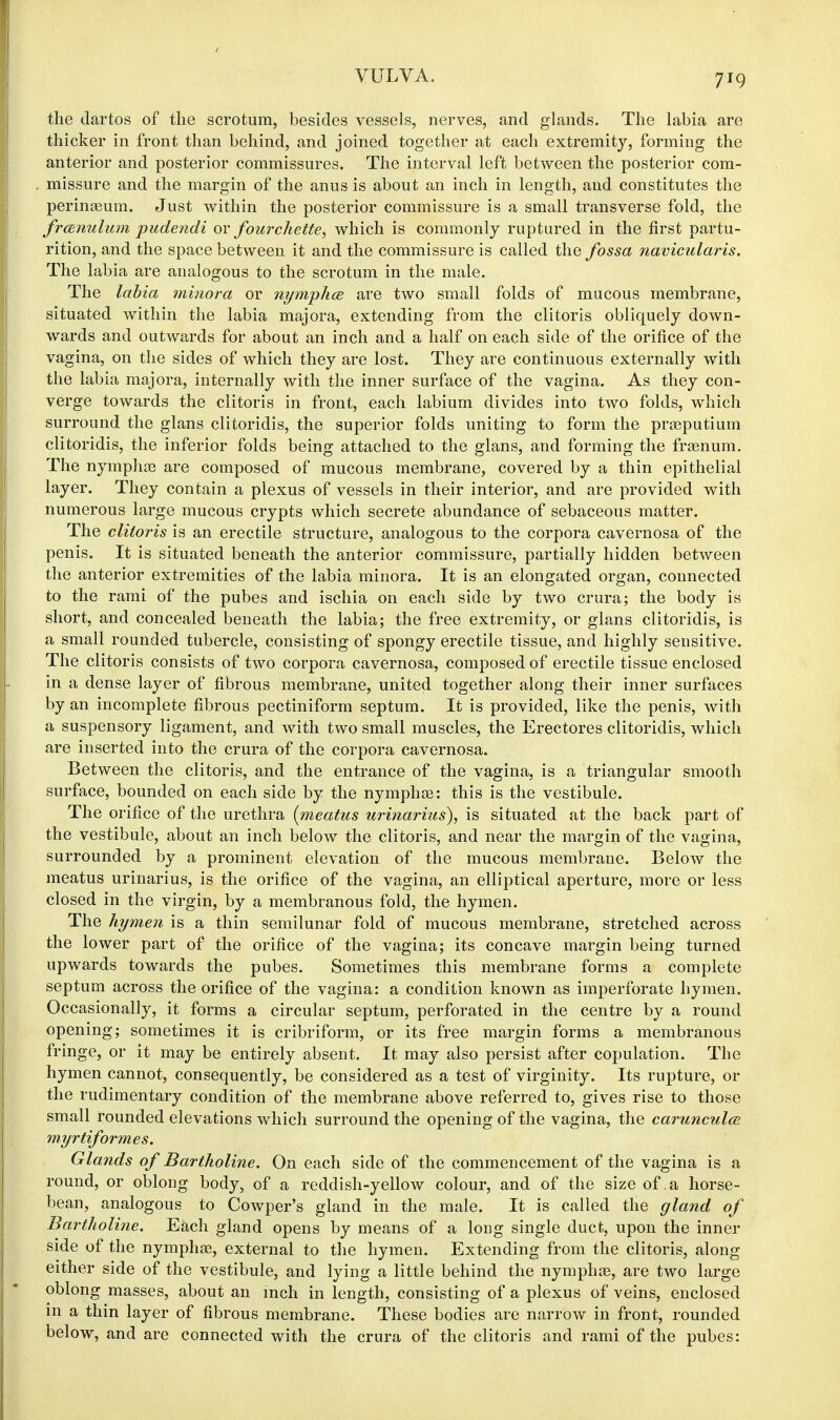 VULVA. the dartos of the scrotum, besides vessels, nerves, and glands. The labia are thicker in front than behind, and joined together at each extremity, forming the anterior and posterior commissures. The interval left between the posterior com- missure and the margin of the anus is about an inch in length, and constitutes the perinaeum. Just within the posterior commissure is a small transverse fold, the frcenulum pudendi or fourchette, which is commonly ruptured in the first partu- rition, and the space between it and the commissure is called the fossa navicularis. The labia are analogous to the scrotum in the male. The labia minora or nymphce are two small folds of mucous membrane, situated within the labia majora, extending from the clitoris obliquely down- wards and outwards for about an inch and a half on each side of the orifice of the vagina, on the sides of which they are lost. They are continuous externally with the labia majora, internally with the inner surface of the vagina. As they con- verge towards the clitoris in front, each labium divides into two folds, which surround the glans clitoridis, the superior folds uniting to form the praeputium clitoridis, the inferior folds being attached to the glans, and forming the fraenum. The nymphae are composed of mucous membrane, covered by a thin epithelial layer. They contain a plexus of vessels in their interior, and are provided with numerous large mucous crypts which secrete abundance of sebaceous matter. The clitoris is an erectile structure, analogous to the corpora cavernosa of the penis. It is situated beneath the anterior commissure, partially hidden between the anterior extremities of the labia minora. It is an elongated organ, connected to the rami of the pubes and ischia on each side by two crura; the body is short, and concealed beneath the labia; the free extremity, or glans clitoridis, is a small rounded tubercle, consisting of spongy erectile tissue, and highly sensitive. The clitoris consists of two corpora cavernosa, composed of erectile tissue enclosed in a dense layer of fibrous membrane, united together along their inner surfaces by an incomplete fibrous pectiniform septum. It is provided, like the penis, with a suspensory ligament, and with two small muscles, the Erectores clitoridis, which are inserted into the crura of the corpora cavernosa. Between the clitoris, and the entrance of the vagina, is a triangular smooth surface, bounded on each side by the nymphas: this is the vestibule. The orifice of the urethra (meatus urinarius), is situated at the back part of the vestibule, about an inch below the clitoris, and near the margin of the vagina, surrounded by a prominent elevation of the mucous membrane. Below the meatus urinarius, is the orifice of the vagina, an elliptical aperture, more or less closed in the virgin, by a membranous fold, the hymen. The hymen is a thin semilunar fold of mucous membrane, stretched across the lower part of the orifice of the vagina; its concave margin being turned upwards towards the pubes. Sometimes this membrane forms a complete septum across the orifice of the vagina: a condition known as imperforate hymen. Occasionally, it forms a circular septum, perforated in the centre by a round opening; sometimes it is cribriform, or its free margin forms a membranous fringe, or it may be entirely absent. It may also persist after copulation. The hymen cannot, consequently, be considered as a test of virginity. Its rupture, or the rudimentary condition of the membrane above referred to, gives rise to those small rounded elevations which surround the opening of the vagina, the carunculce myrtiformes. Glands of Bartholine. On each side of the commencement of the vagina is a round, or oblong body, of a reddish-yellow colour, and of the size of .a horse- bean, analogous to Cowper's gland in the male. It is called the gland of Bartholine. Each gland opens by means of a long single duct, upon the inner side of the nymphae, external to the hymen. Extending from the clitoris, along either side of the vestibule, and lying a little behind the nymphae, are two large oblong masses, about an inch in length, consisting of a plexus of veins, enclosed in a thin layer of fibrous membrane. These bodies are narrow in front, rounded below, and are connected with the crura of the clitoris and rami of the pubes: