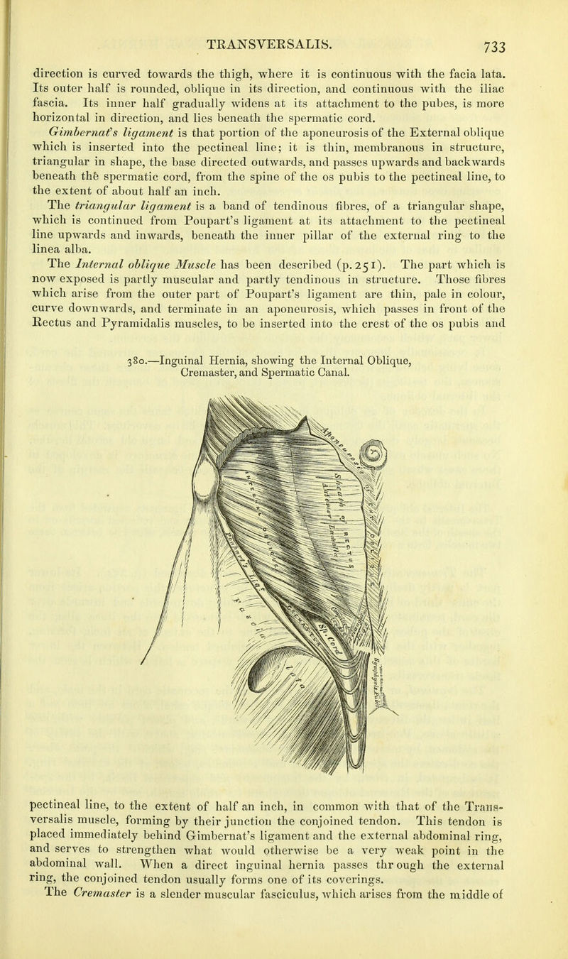 TRANSVERSALIS. direction is curved towards the thigh, where it is continuous with the facia lata. Its outer half is rounded, oblique in its direction, and continuous with the iliac fascia. Its inner half gradually widens at its attachment to the pubes, is more horizontal in direction, and lies beneath the spermatic cord. Gimbernafs ligament is that portion of the aponeurosis of the External oblique which is inserted into the pectineal line; it is thin, membranous in structure, triangular in shape, the base directed outwards, and passes upwards and backwards beneath the spermatic cord, from the spine of the os pubis to the pectineal line, to the extent of about half an inch. The triangular ligament is a band of tendinous fibres, of a triangular shape, which is continued from Poupart's ligament at its attachment to the pectineal line upwards and inwards, beneath the inner pillar of the external ring to the linea alba. The Internal oblique Muscle has been described (p. 251). The part which is now exposed is partly muscular and partly tendinous in structure. Those fibres which arise from the outer part of Poupart's ligament are thin, pale in colour, curve downwards, and terminate in an aponeurosis, which passes in front of the Rectus and Pyramidalis muscles, to be inserted into the crest of the os pubis and 380.—Inguinal Hernia, showing the Internal Oblique, Cremaster, and Spermatic Canal. pectineal line, to the extent of half an inch, in common with that of the Trans- versalis muscle, forming by their junction the conjoined tendon. This tendon is placed immediately behind Gimbernat's ligament and the external abdominal ring, and serves to strengthen what would otherwise be a very weak point in the abdominal wall. When a direct inguinal hernia passes through the external ring, the conjoined tendon usually forms one of its coverings. The Cremaster is a slender muscular fasciculus, which arises from the middle of