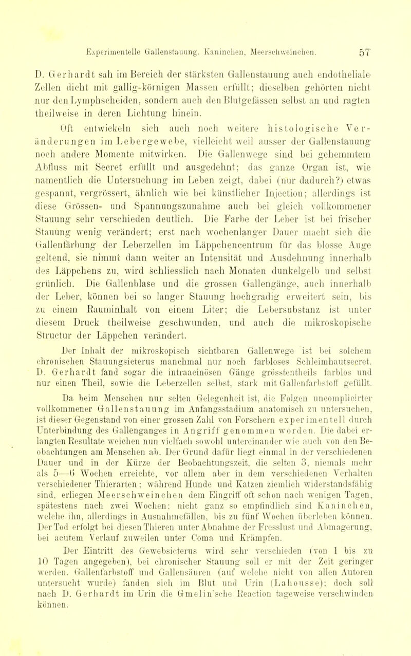 E.xpcriülciitfelle (jallenstauung. Kaninchen, Meersfliweinelien. 5T D. Gerhardt sah im Bereich der stärksten Galleustauung auch endotheliale- Zellen dicht mit gallig-körnigen Massen erfüllt; dieselben gehörten nicht nur den Lymphscheiden, sondern auch den Bhitgefasseu selbst an und ragten theilweise in deren Lichtung hinein. Oft entwickeln sich auch noch weitere histologische Ver- änderungen im Lebergewelje, vielleiclit weil ausser der Gallenstauung noch andere Momente mitwirken. Die Gallenwege sind bei gehemmtem Abtlnss mit Secret erfüllt und ausgedehnt; das ganze Organ ist, wie namentlich die Untersuchung im Leben zeigt, dabei (nur dadurch?) etwas gespannt, vergrössert,^ ähnlich wie bei künstlicher Injection; allerdings ist diese Grössen- und Spannungszunahme auch bei gleich vollkommener Stauung sehr verschieden deutlich. Die Farbe der Leber ist bei frischer Stauung wenig verändert; erst nach wochenlanger Dauer macht sich die (iallenfärbung der Leberzellen im Läppchencentrum für das blosse Auge geltend, sie nimmt dann weiter an Intensität und Ausdehnung innerhalb des Läppchens zu, wird schliesslich nach Monaten dunkelgelb und selbst grünlich. Die Gallenblase und die grossen Gallengänge, auch innerhalb der Leber, können bei so langer Stauung hochgradig erweitert sein, bis zu einem Eauminhalt von einem Liter; die Lebersubstanz ist unter diesem Druck theilweise geschwunden, und auch die mikroskopische Structur der Läppchen verändert. Der Inhalt der mikroskopisch sichtbaren Gallenwege ist bei solchem chronischen Stauungsicterus manchmal nur noch farbloses Schleimhautsecret. D. Gerhardt fand sogar die intraacinösen Gänge grösstentheils farblos und nur einen Theil, sowie die Leberzellen selbst, stark mit Gallenfarbstoff gefüllt. Da beim Menschen nur selten Gelegenheit ist, die Folgen uncomplicirter vollkommener Gallenstauung im Anfangsstadium anatomisch zu untersuchen, ist dieser Gegenstand von einer grossen Zahl von Forschern exper imentell durch LTnterbindung des Gallenganges in Angriff genommen w^orden. Die dabei er- langten Resultate weichen nun vielfach sowohl untereinander wie auch von den Be- obachtungen am Menschen ab. Der Grund dafür liegt einmal m der verschiedenen Dauer und in der Kürze der Beobachtungszeit, die seiton 3, niemals mehr als 5—6 Wochen erreichte, vor allem aber in dem verschiedenen Verhalten verschiedener Tlüerarten ; während Hunde und Katzen ziemlieh widerstandsfähig sind, erliegen Meerschweinchen dem Eingriff oft schon nach wenigen Tagen, spätestens nach zwei Wochen: nicht ganz so empfindlich sind Kaninchen, welche ihn, allerdings in Ausnahmefällen, bis zu fünf Wochen überleben können. Der Tod prfolgt bei diesen Thieren unter Abnahme der Fresslust und Abmagerung, bei acutem Veidauf zuweilen unter Coma und Krämpfen. Der Eintritt des Gewebsicterus wird sehr verschieden (von 1 bis zu 10 Tagen angegeben), bei chronischer Stauung soll er mit der Zeit geringer werden, (jallenfarbstoff und Gallensäuren (auf welche nicht von allen Autoren untersucht wurde) fanden sich im Blut und Urin (LahousseJ; doch soll nach D. Gerhardt im Urin die Gmelin'sche Reaction tageweise verschwindeni können.