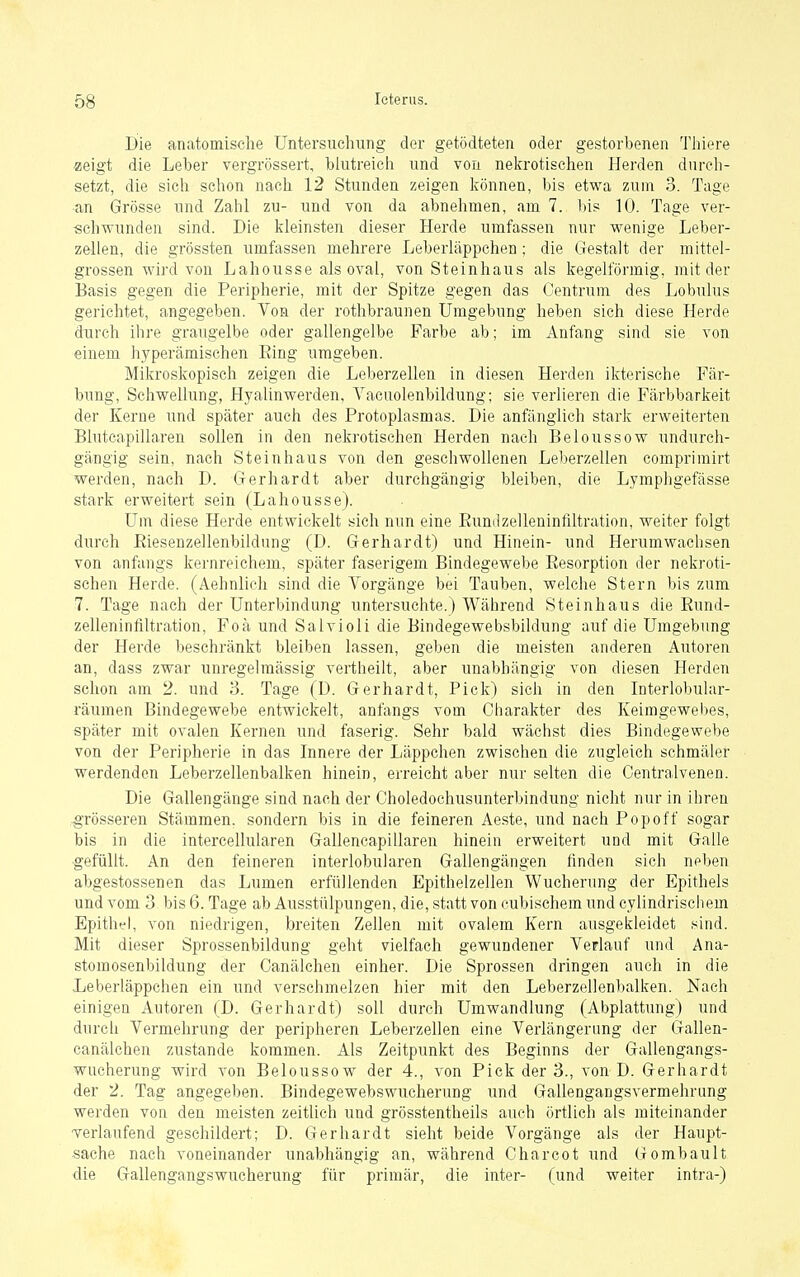 Bie anatomische Untersuchung der getödteten oder gestorbenen Thiere «eigt die Leber vergrössert, blutreich und von nekrotischen Herden durch- setzt, die sich schon naeh 12 Stunden zeigen können, bis etwa zum 3. Tage an Grösse und Zahl zu- und von da abnehmen, am 7. bis 10. Tage ver- schwunden sind. Die kleinsten dieser Herde umfassen nur wenige Leber- zellen, die grössten umfassen mehrere Leberläppchen; die Gestalt der mittel- grossen wird von Lahousse als oval, von Steinhaus als kegelförmig, mit der Basis gegen die Peripherie, mit der Spitze gegen das Centrum des Lobulus gerichtet, angegeben. Von der rothbraunen Umgebung heben sich diese Herde durch ihre graugelbe oder gallengelbe Farbe ab; im Anfang sind sie von einem hyperämischen Bing umgeben. Mikroskopisch zeigen die Leberzellen in diesen Herden ikterische Fär- bung, Schwellung, Hyalinwerden, A^acuolenbildung; sie verlieren die Färbbarkeit der Kerne und später auch des Protoplasmas. Die anfänglich stark erweiterten Blutcapillaren sollen in den neki'otischen Herden nach Beloussow undurch- gängig sein, nach Steinhaus von den geschwollenen Leberzellen comprimirt werden, nach D. Gerhardt aber durchgängig bleiben, die Lymphgefässe stark erweitert sein (Lahousse). Unr diese Herde entwickelt sich nun eine EumlZelleninfiltration, weiter folgt durch Eiesenzellenbildung (D. Gerhardt) und Hinein- und Herumwachsen von anfangs kernreiehem, später faserigem Bindegewebe Eesorption der nekroti- schen Herde. (Aehnlich sind die Vorgänge bei Tauben, welche Stern bis zum 7. Tage nach der Unterbindung untersuchte.) Während Steinhaus die Rund- zelleninliltration, Foä und Salvioli die Bindegewebsbildung auf die Umgebung der Herde beschränkt bleiben lassen, geben die meisten anderen Autoren an, dass zwar unregelmässig vertheilt, aber unabhängig von diesen Herden schon am 2. und 3. Tage (D. Gerhardt, Pick) sich in den Interlobular- räumen Bindegewebe entwickelt, anfangs vom Charakter des Keimgewebes, später mit ovalen Kernen und faserig. Sehr bald wächst dies Bindegewebe von der Peripherie in das Innere der Läppchen zwischen die zugleich schmäler werdenden Leberzellenbalken hinein, erreicht aber nur selten die Centraivenen. Die Gallengänge sind nach der Choledochusunterbindung nicht nur in ihren .grösseren Stämmen, sondern bis in die feineren Aeste, und naeh Popoff sogar bis in die intercellularen Gallencapillaren hinein erweitert und mit Galle ■gefüllt. An den feineren interlobularen Gallengängen finden sich noben abgestossenen das Lumen erfüllenden Epithelzellen Wucherung der Epithels und vom 3 bis 6. Tage ab Ausstülpungen, die, statt von cubischem und cylindriscliem Epithel, von niedrigen, breiten Zellen mit ovalem Kern ausgekleidet sind. Mit dieser Sprossenbildung geht vielfach gewundener VeFlaiif und Ana- stomosenbildung der Canälchen einher. Die Sprossen dringen auch in die Leberläppchen ein und verschmelzen hier mit den Leberzellenbalken. Nach einigen Autoren (D. Gerhardt) soll durch Umwandlung (Abplattung) und durch Vermehrung der peripheren Leberzellen eine Verlängerung der Gallen- canälchen zustande kommen. Als Zeitpunkt des Beginns der Gallengangs- wucherung wird von Beloussow der 4., von Pick der 3., von D. Gerhardt der 2. Tag angegeben. Bindegewebswucherung und Gallengangsvermehrung werden von den meisten zeitlich und grösstentheils auch örtlich als miteinander -verlaufend geschildert; D. Gerhardt sieht beide Vorgänge als der Haupt- sache nach voneinander unabhängig an, während Charcot und Gombault die Gallengangswueherung für primär, die inter- (und weiter intra-)