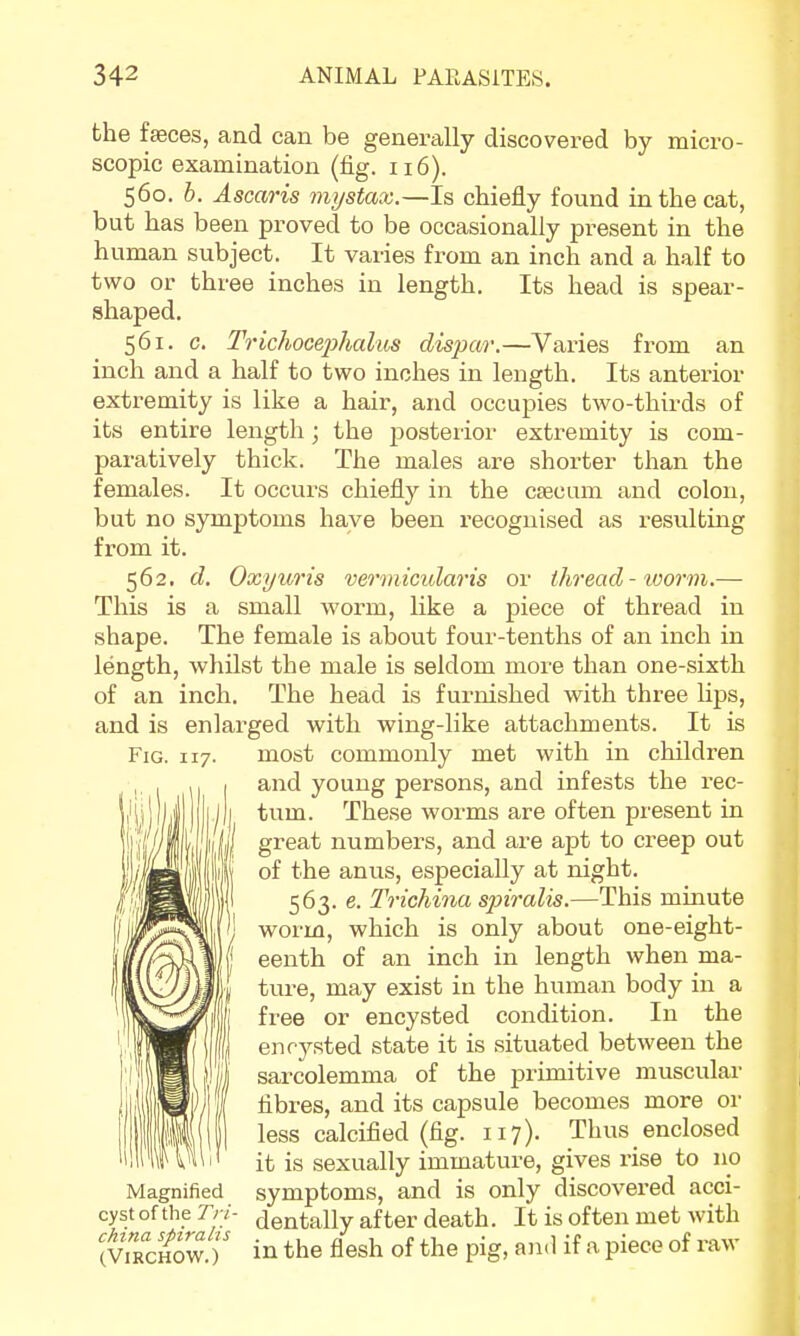 the faeces, and can be generally discovered by micro- scopic examination (fig. 116). 560. b. Ascaris mystax.—Is chiefly found in the cat, but has been proved to be occasionally present in the human subject. It varies from an inch and a half to two or three inches in length. Its head is spear- shaped. 561. c. Trichocephalus dispar.—Varies from an inch and a half to two inches in length. Its anterior extremity is like a hair, and occupies two-thirds of its entire length • the posterior extremity is com- paratively thick. The males are shorter than the females. It occurs chiefly in the cascum and colon, but no symptoms have been recognised as resulting from it. 562. d. Oxyuris vermicularis or thread-worm.— This is a small worm, like a piece of thread in shape. The female is about four-tenths of an inch in length, whilst the male is seldom more than one-sixth of an inch. The head is furnished with three lips, and is enlarged with wing-like attachments. It is and young persons, and infests the rec- tum. These worms are often present in great numbers, and are apt to creep out of the anus, especially at night. 563. e. Trichina spiralis.—This minute worm, which is only about one-eight- eenth of an inch in length when ma- ture, may exist in the human body in a free or encysted condition. In the encysted state it is situated between the sarcolemma of the primitive muscular fibres, and its capsule becomes more or less calcified (fig. 117). Thus enclosed it is sexually immature, gives rise to 110 Magnified symptoms, and is only discovered acci- cyst of the Tri- dentally after death. It is often met with cvTrchow.) in the flesh of the pig, and if a piece of raw