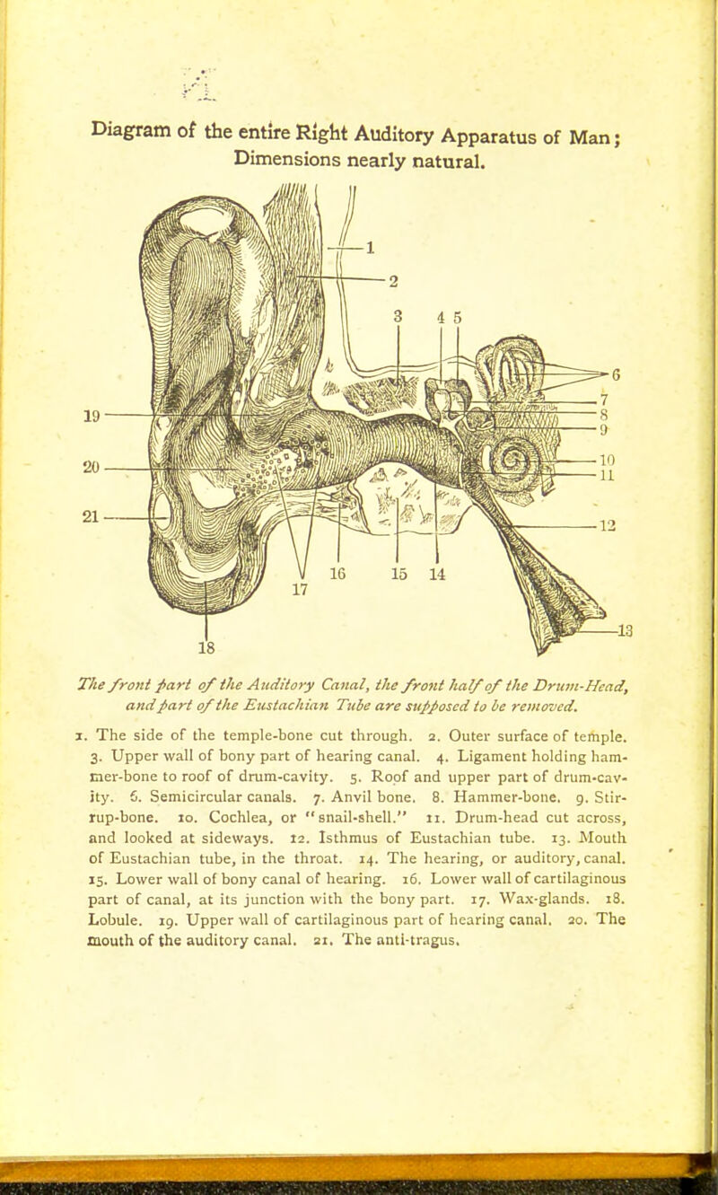 Diagram of the entire Right Auditory Apparatus of Man; Dimensions nearly natural. The front part of the Auditory Canal, the front half of the Drum-Head, and part of the Eustachian Tube are supposed to be removed. j. The side of the temple-bone cut through. 2. Outer surface of temple. 3. Upper wall of bony part of hearing canal. 4. Ligament holding ham- mer-bone to roof of drum-cavity. 5. Roof and upper part of drum-cav- ity. 6. Semicircular canals. 7. Anvil bone. 8. Hammer-bone. 9. Stir- rup-bone. 10. Cochlea, or snail-shell. 11. Drum-head cut across, and looked at sideways. 12. Isthmus of Eustachian tube. 13. Mouth of Eustachian tube, in the throat. 14. The hearing, or auditory, canal. 15. Lower wall of bony canal of hearing. 16. Lower wall of cartilaginous part of canal, at its junction with the bony part. 17. Wax-glands. 18. Lobule. 19. Upper wall of cartilaginous part of hearing canal. 20. The mouth of the auditory canal. 21. The anti-tragus.