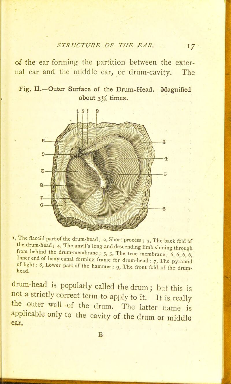 of the ear forming the partition between the exter- nal ear and the middle ear, or drum-cavity. The Fig. II—Outer Surface of the Drum-Head. Magnified about zYz times. 1 2 t r, The flaccid part of the drum-head ; 2, Short process; 3, The back fold of the drum-head; 4, The anvil's long and descending limb shining through from behind the drum-membrane; 5, 5, The true membrane; 6, 6 6 6 Inner end of bony canal forming frame for drum-head ; 7, The pyramid of light; 8, Lower part of the hammer; 9, The front fold of the drum- head. drum-head is popularly called the drum; but this is not a strictly correct term to apply to it. It is really the outer wall of the drum. The latter name is applicable only to the cavity of the drum or middle ear. B