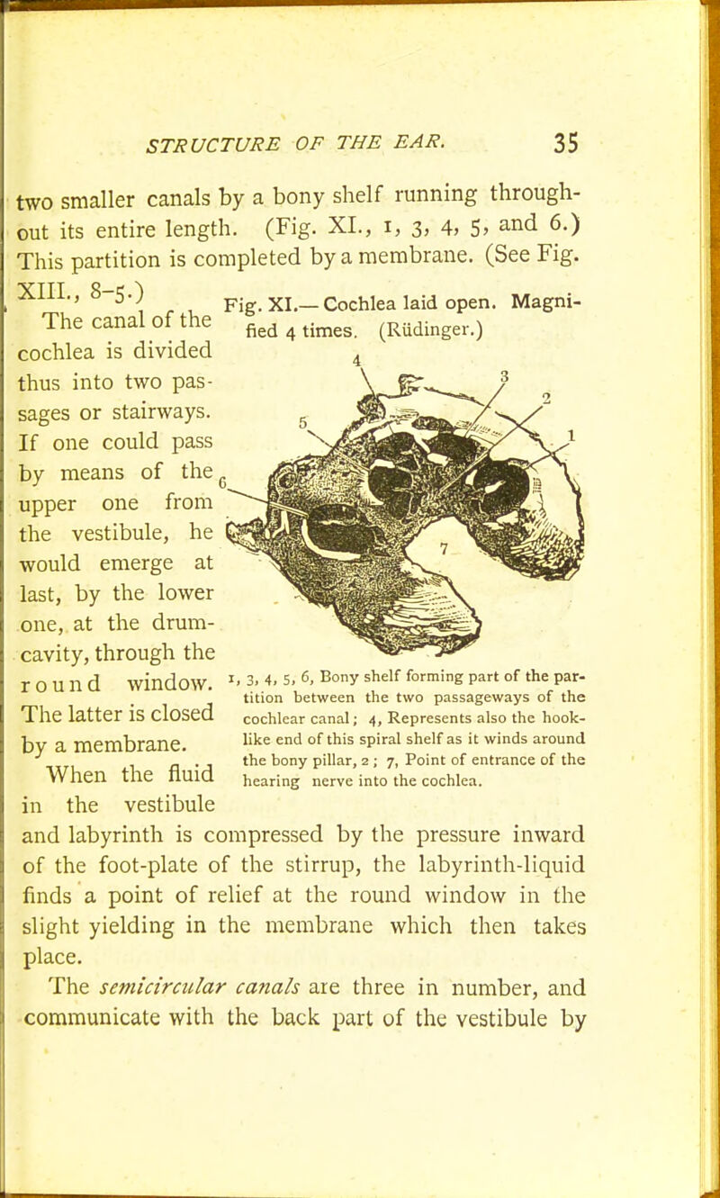 two smaller canals by a bony shelf running through- out its entire length. (Fig. XL, i, 3, 4, 5> and 6-) This partition is completed by a membrane. (See Fig. XIII., 8-5.) Fig. XI.— Cochlea laid open. Magni- The canal of the fied 4 times (Radinger.) cochlea is divided 4 thus into two pas- sages or stairways. If one could pass by means of the6 upper one from the vestibule, he would emerge at last, by the lower one, at the drum- cavity, through the round window. 1. 3, 4. 5, 6, Bony shelf forming part of the par- tition between the two passageways of the The latter IS Closed cochlear canal; 4, Represents also the hook- bv a membrane ^'te enc* °^ l*s sP'ra' shelf as it winds around the bony pillar, 2 ; 7, Point of entrance of the Wnen tile nUlQ hearing nerve into the cochlea. in the vestibule and labyrinth is compressed by the pressure inward of the foot-plate of the stirrup, the labyrinth-liquid finds a point of relief at the round window in the slight yielding in the membrane which then takes place. The semicircular canals are three in number, and communicate with the back part of the vestibule by