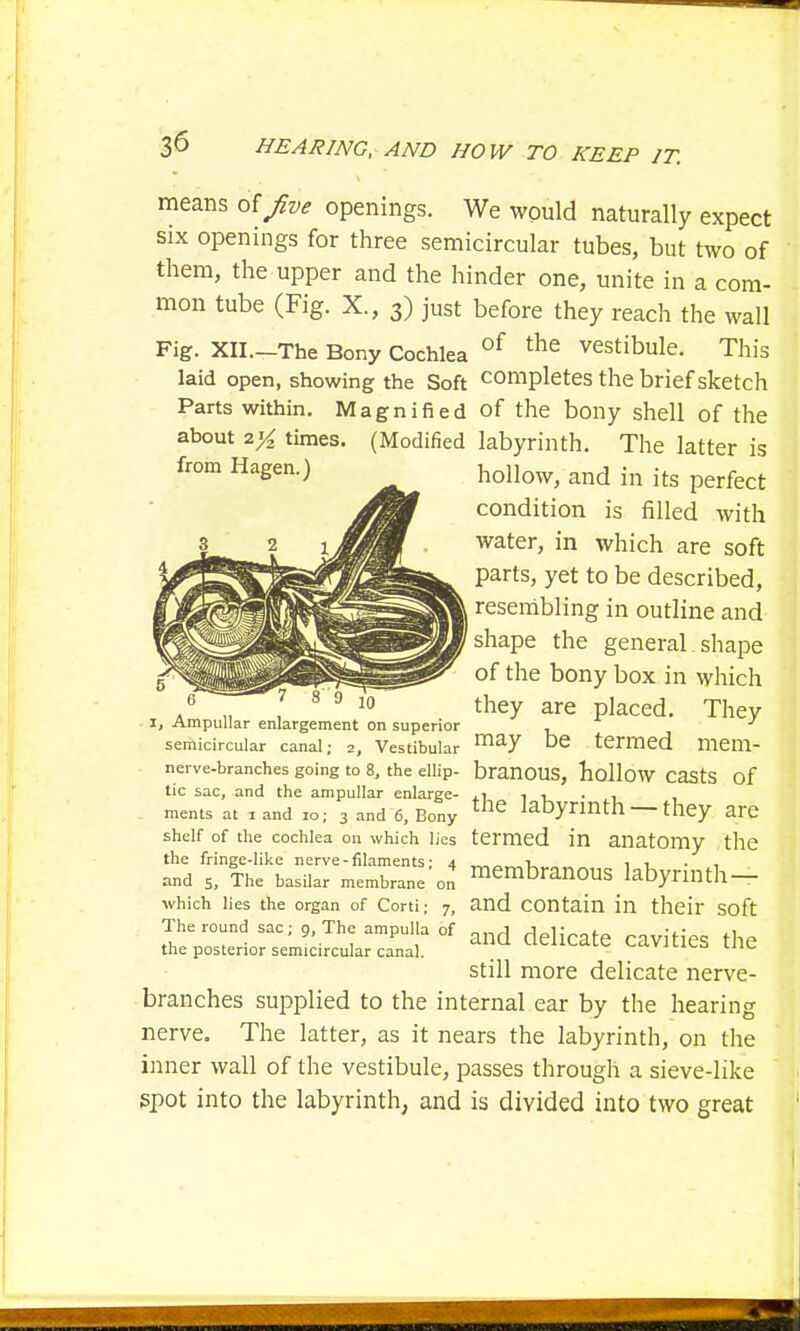 means oi Jive openings. We would naturally expect six openings for three semicircular tubes, but two of them, the upper and the hinder one, unite in a com- mon tube (Fig. X., 3) just before they reach the wall Fig. XII.-The Bony Cochlea of the vestibule. This laid open, showing the Soft completes the brief sketch Parts within. Magnified of the bony shell of the about 2% times. (Modified labyrinth. The latter is hollow, and in its perfect condition is filled with water, in which are soft parts, yet to be described, resembling in outline and shape the general.shape of the bony box in which they are placed. They I, Ampullar enlargement on superior , J semicircular canal; 2, Vestibular maY De termed mem- nerve-branches going to 8, the eiiip- branous, hollow casts of tic sac, and the ampullar enlarge- .t t ■, . , ments at x and io; 3 and 6, Bony tIle labyrinth — they are shelf of the cochlea on which lies termed in anatomy the the fringe-like nerve-filaments; 4 „ v. 1 i • and 5, The basilar membrane on membranous kbynilth — which lies the organ of Corti; 7, and contain in their soft The round sac; 9 The ampulla of d ddicate cayities t] the posterior semicircular canal. . , still more delicate nerve- branches supplied to the internal ear by the hearing nerve. The latter, as it nears the labyrinth, on the inner wall of the vestibule, passes through a sieve-like spot into the labyrinth, and is divided into two great