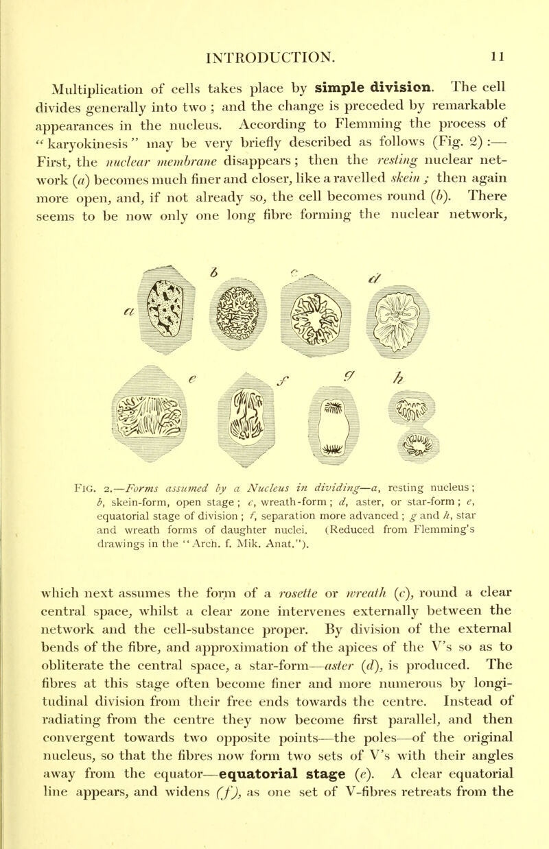Multiplication of cells takes place by simple division. The cell divides generally into two ; and the change is preceded by remarkable appearances in the nucleus. According to Flemming the process of  karyokinesis  may be very briefly described as follows (Fig. 2) :— First, the nuclear membrane disappears ; then the resting nuclear net- work {a) becomes much finer and closer, like a ravelled sMn ; then again more open, and, if not already so, the cell becomes round (6). There seems to be now only one long fibre forming the nuclear network. Fig. 2.—Forms assumed by a Nucleus in dividing—a, resting nucleus; b, skein-form, open stage; r, wreath-form ; d, aster, or star-form; e, equatorial stage of division ; f, separation more advanced ; o-and h, star and wreath forms of daughter nuclei. (Reduced from Flemming's drawings in the Arch, f, Mik. Anat.). which next assumes the form of a rosette or wreath (f), round a clear central space, whilst a clear zone intervenes externally between the network and the cell-substance proper. By division of the external bends of the fibre, and approximation of the apices of the V's so as to obliterate the central space, a star-form—aster (d), is produced. The fibres at this stage often become finer and more numerous by longi- tudinal division from their free ends towards the centre. Instead of radiating from the centre they now become first parallel, and then convergent towards two opposite points—the poles—of the original nucleus, so that the fibres now form two sets of V's with their angles away from the equator—equatorial stage (e). A clear equatorial line appears, and widens (f), as one set of V-fibres retreats from the