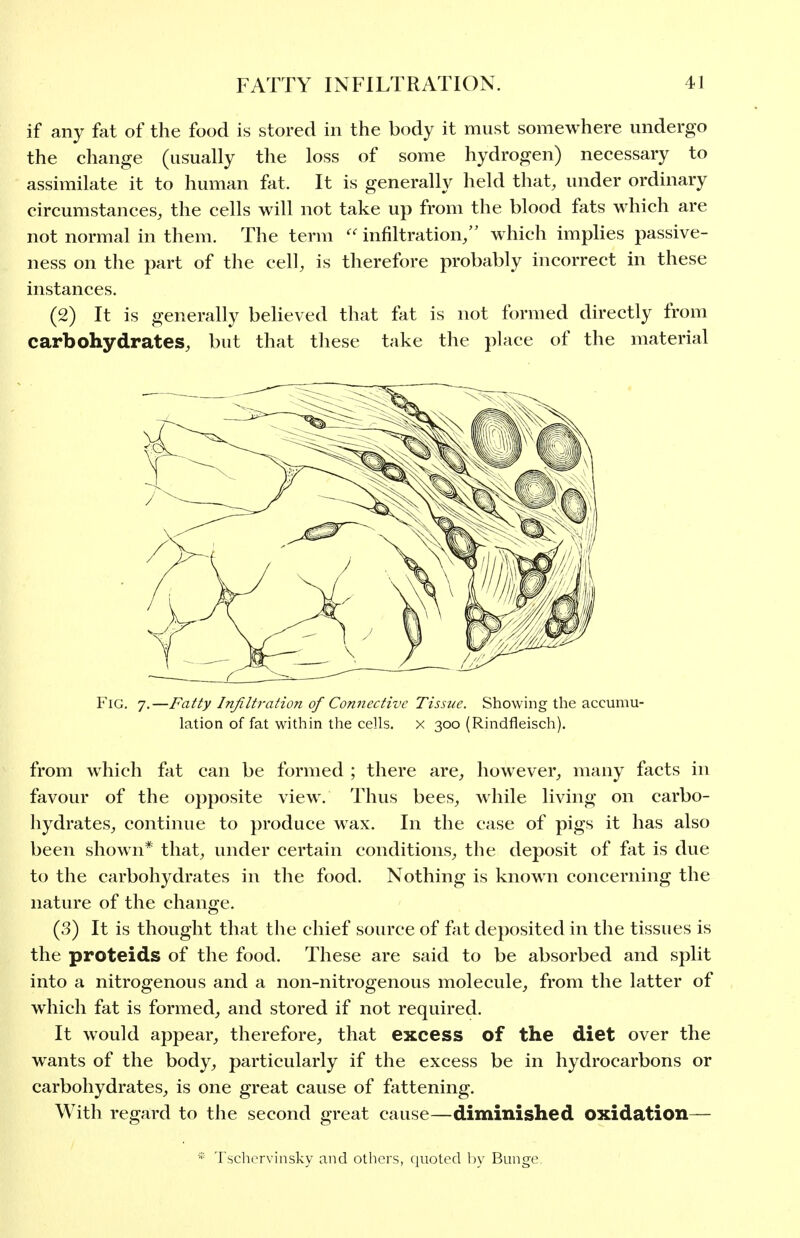 if any fat of the food is stored in the body it must somewhere undergo the change (usually the loss of some hydrogen) necessary to assimilate it to human fat. It is generally held that, under ordinary circumstances, the cells will not take up from the blood fats which are not normal in them. The term infiltration/' which implies passive- ness on the part of the cell, is therefore probably incorrect in these instances. (2) It is generally believed that fat is not formed directly from carbohydrates, but that tliese take the place of the material Fig. 7.—Fatty Infiltration of Connective Tissue. Showing the accumu- lation of fat within the cells, x 300 (Rindfleisch). from which fat can be formed ; there are, however, many facts in favour of the opposite view. Thus bees, while living on carbo- hydrates, continue to produce wax. In the case of pigs it has also been shown* that, under certain conditions, the deposit of fat is due to the carbohydrates in the food. Nothing is known concerning the nature of the change. (3) It is thought that the chief source of fat deposited in the tissues is the proteids of the food. These are said to be absorbed and split into a nitrogenous and a non-nitrogenous molecule, from the latter of which fat is formed, and stored if not required. It would appear, therefore, that excess of the diet over the wants of the body, particularly if the excess be in hydrocarbons or carbohydrates, is one great cause of fattening. With regard to the second great cause—diminished oxidation— Tschorvinsky and others, quoted l)y Bunge