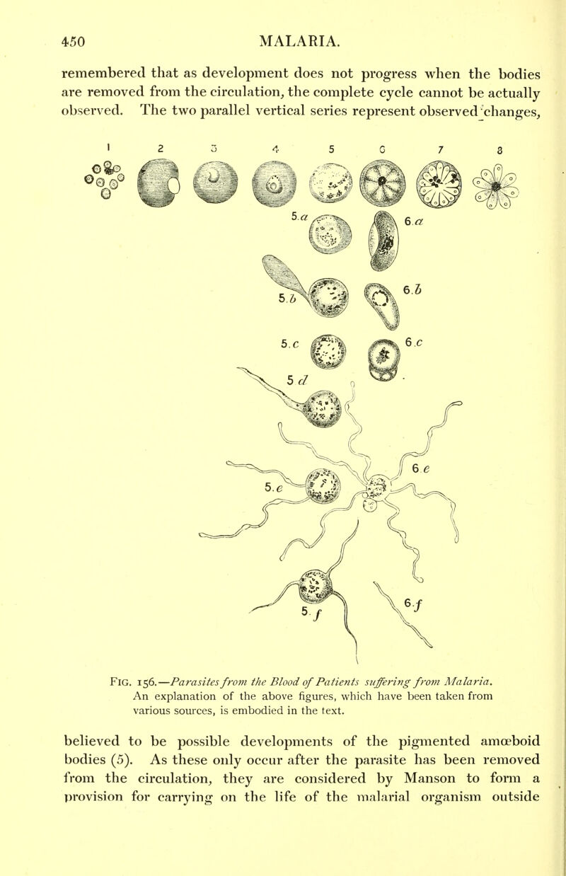 remembered that as development does not progress when the bodies are removed from the circulation, the complete cycle cannot be actually observed. The two parallel vertical series represent observed^changes, 2 3 4 5 C 7 3 \ Fig. 156.—Parasites from the Blood of Patie?its suffering from Malaria. An explanation of the above figures, which have been taken from various sources, is embodied in the text. believed to be possible developments of the pigmented amoeboid bodies (5). As these only occur after the parasite has been removed from the circulation, they are considered by Manson to form a provision for carrying on the life of the malarial organism outside