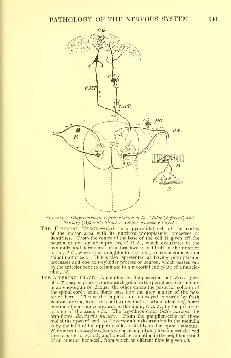 C.G Fig. 205.—Diagrammatic representation of the Motor [Efferent) and Sensory [Afferent] Tracts. [After Ramon y Caja I.) The Efferent Tract. — C.G. is a pyramidal cell of the cortex of the motor area with its nutritive protoplasmic processes or dendrites. From the centre of the base of the cell is given off the neuron or axis-cylinder process, C.M.T., which decussates in the pyramids and terminates in a brushwork of fibrils in the anterior cornu, A.C., where it is brought into physiological connection with a spinal motor cell. This is also represented as having protoplasmic processes and one axis-cylinder process or neuron, which passes out l3y the anterior root to terminate in a motorial end-plate of a muscle- fibre, M. The Afferent Tract.—A ganglion on the posterior root, P.G., gives off a T-shaped process, one branch going to the periphery to terminate in an end-organ or plexus; the other enters the posterior column of the spinal cord ; some fibres pass into the grey matter of the pos- terior horn. Thence the impulses are conveyed onwards by fresh neurons arising from cells in the grey matter, while other long fibres continue their course onwards to the brain, C.S. T., by the posterior column of the same side. The leg-fibres enter Goll's nucleus, the arm-fibres, Burdach's micleus. From the ganglion-cells of these nuclei the upward path to the cortex dSv^r decussation in the medulla is by the fillet of the opposite side, probably in the optic thalamus. R represents a si?nple reflex arc consisting of an afferent nerve derived from a posterior spinal ganglion-cell terminating in the neighbourhood of an anterior horn-cell, from which an efferent fibre is given off.