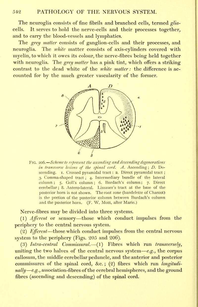 The neuroglia consists of fine fibrils and branched cellsj termed glia- cells. It serves to hold the nerve-cells and their processes together, and to carry the blood-vessels and lymphatics. The grey matter consists of ganglion-cells and their processes, and neuroglia. The white matter consists of axis-cylinders covered with myelin, to which it owes its colour, the nerve-fibres being held together with neuroglia. The grei/ matter has a pink tint, which offers a striking contrast to the dead white of the white matter: the difference is ac- counted for by the much greater vascularity of the former. A n c 5 Fig. 206.—Scheme to represent the ascending and descending dege7ierations in transverse lesions of the spinal cord. A. Ascending ; D. De- scending. I, Crossed pyramidal tract; 2. Direct pyramidal tract ; 3. Comma-shaped tract ; 4. Intermediary bundle of the lateral column; 5, Goll's column; 6. Burdach's column; 7. Direct cerebellar ; 8. Antero-lateral. Lissauer's tract at the base of the posterior horn is not shown. The root zone (bandelette of Charcot) is the portion of the posterior column between Burdach's column and the posterior horn. (F. W. Mott, after Marie.) Nerve-fibres may be divided into three systems. (1) Afferent or sensory—those which conduct impulses from the periphery to the central nervous system. (2) Efferent—those which conduct impulses from the central nervous system to the periphery (Figs. 205 and 206). (3) Intra-central Cominissural.—(1) Fibres which run transversely, uniting the two halves of the central nervous system—e.g., the corpus callosum, the middle cerebellar peduncle, and the anterior and posterior commissures of the spinal cord, &c. ; (2) fibres which run longitudi- nally—e.g., association-fibres of the cerebral hemispheres, and the ground fibres (ascending and descending) of the spinal cord.