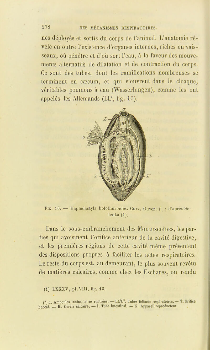 nés déployés et sortis du corps de l'animal. L'anatomie ré- vèle en outre l'existence d'organes internes, riches en vais- seaux, où pénètre et d'où sort l'eau, à la faveur des mouve- ments alternatifs de dilatation et de contraction du corps. Ce sont des tubes, dont les ramifications nombreuses se terminent en cœcum, et qui s'ouvrent dans le cloaque, véritables poumons à eau (Wasserlungen), comme les ont appelés les Allemands (LL/, fig. 10). Fig. 10. — Haplodactyla hololhuroïdes. Cuv., Ouvert ( ; d'après Se- Dans le sous-embranchement des Molluscoïdes, les par- ties qui avoisinent l'orifice antérieur de la cavité digeslive, et les premières régions de cette cavité même présentent des dispositions propres à faciliter les actes respiratoires. Le reste du corps est, au demeurant, le plus souvent revêtu de matières calcaires, comme chez les Eschares, ou rendu (1) LXXXV, pl.VIII, fig. 13. (*) a. Ampoules tentaculaires rentrées. —LL'L. Tubes foliacés respiratoires.— T. Orifice buccal. K. Cercle calcaire. — I. Tube intestinal. — G. Appareil reproducteur. T lenka (1).