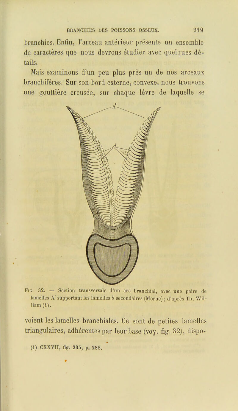 branchies. Enfin, l'arceau antérieur présente un ensemble de caractères que nous devrons étudier avec quelques dé- tails. Mais examinons d'un peu plus près un de nos arceaux branchifères. Sur son bord externe, convexe, nous trouvons une gouttière creusée, sur chaque lèvre de laquelle se Fie 32. — Section transversale d'un arc branchial, avec une paire de lamelles A1 supportant les lamelles b secondaires (Morue) ; d'après Th. Wil- liam (1). voient les lamelles branchiales. Ce sont de petites lamelles triangulaires, adhérentes par leur base (voy. fig. 32), dispo- (1) GXXVII, flg. 235, p. 288.